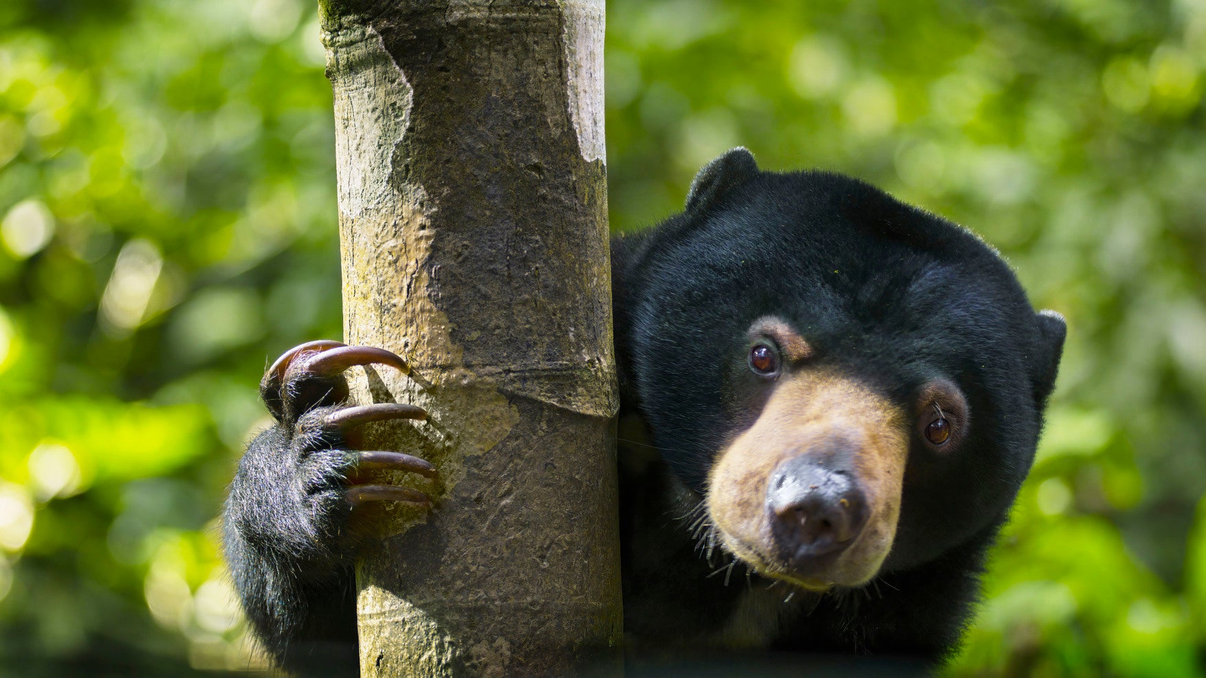 A Bornean sun bear