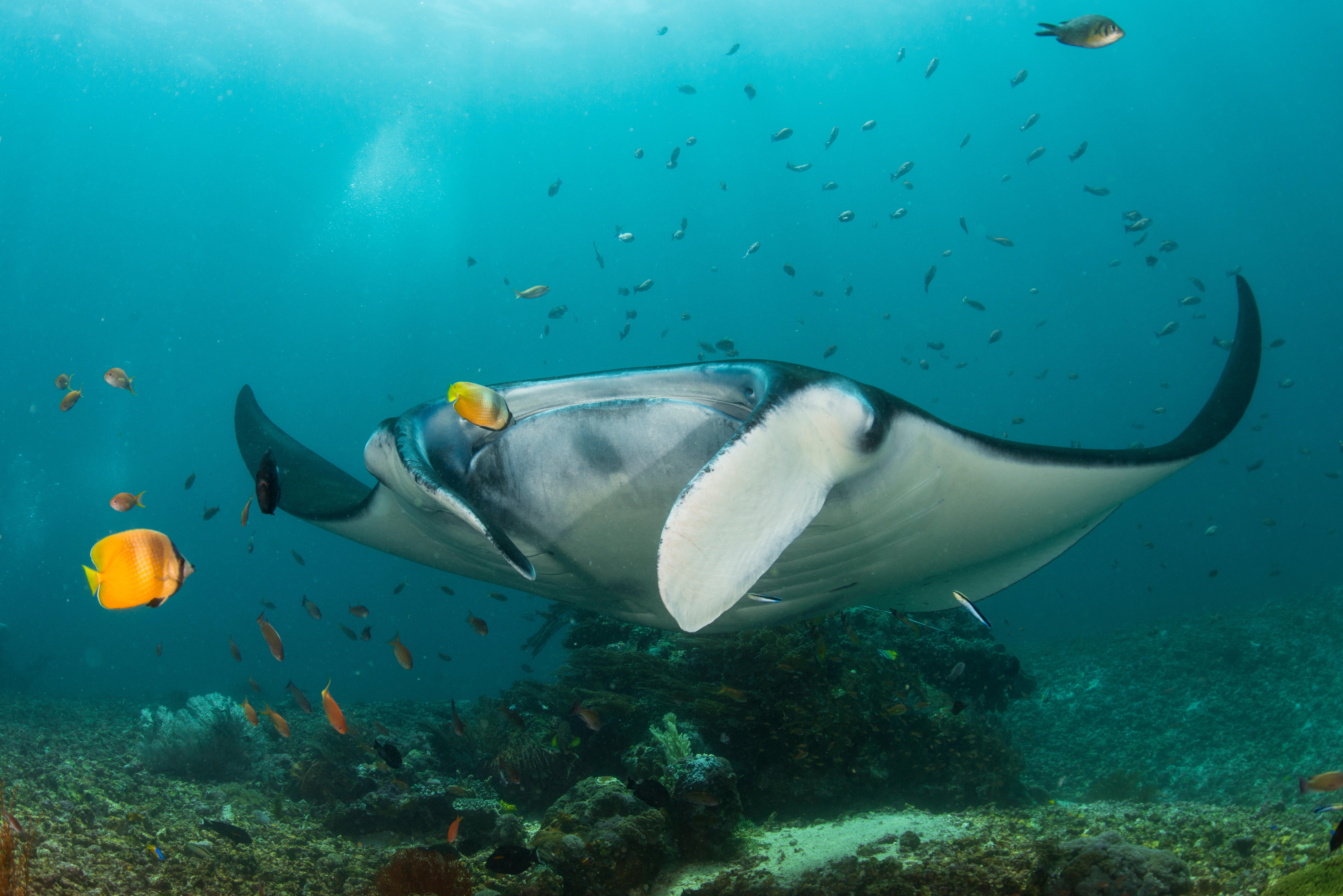 A reef manta ray in Komodo National Park