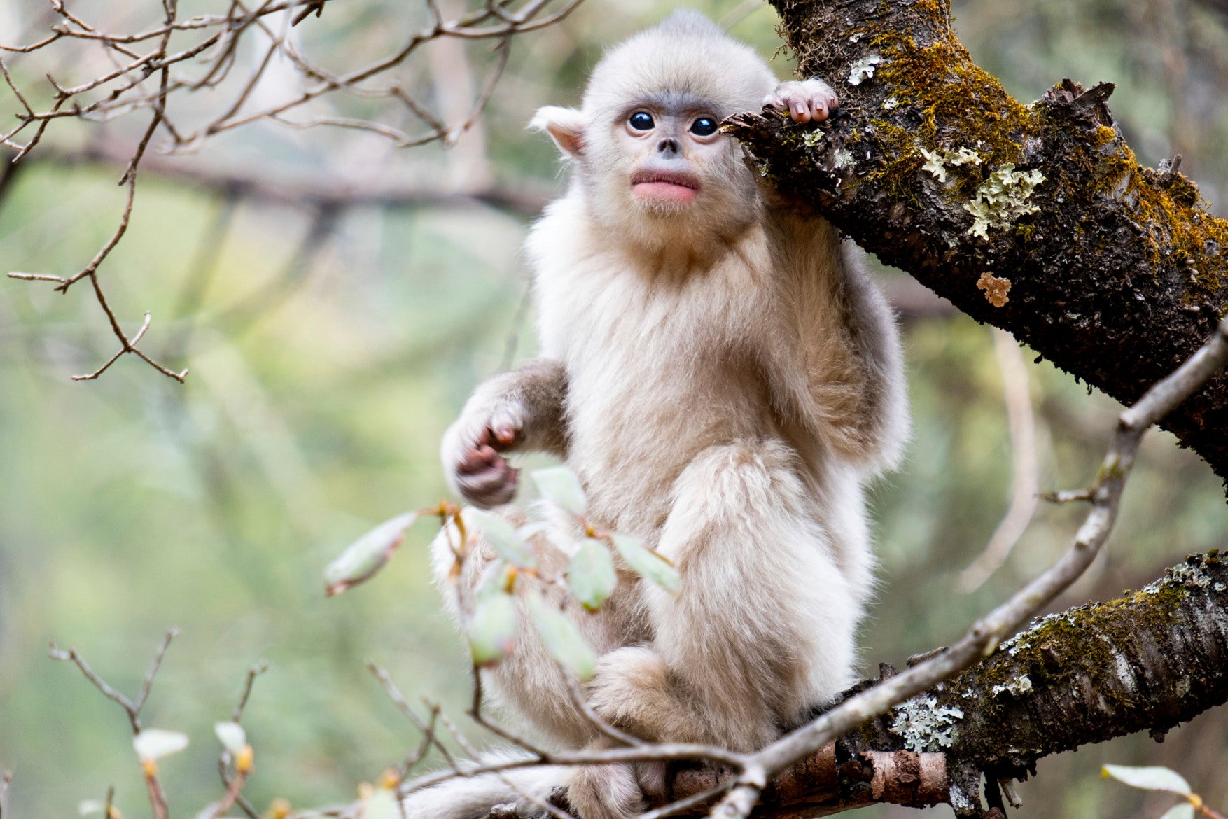 A young Yunnan snub-nosed monkey