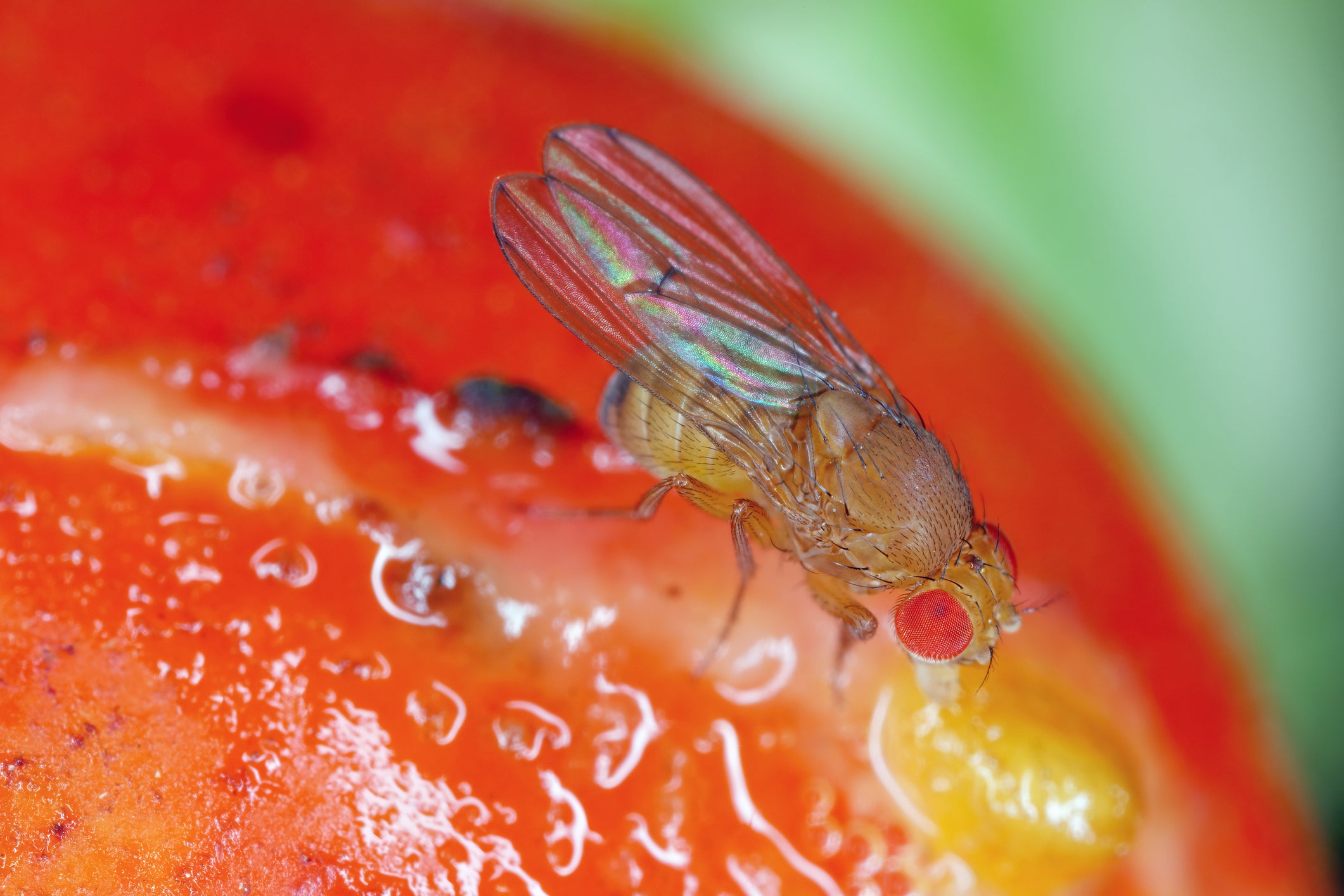 Fruit flies have previously been found to turn to alcohol after being rejected by a mate