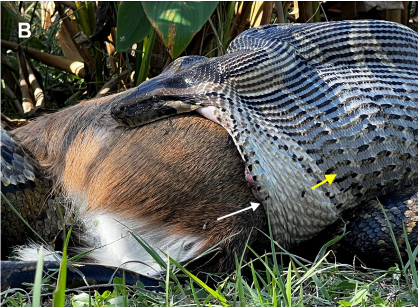 A Burmese Python eating a white-tail deer in southern Florida. Now, biologists are warning that giant snakes are eating animals whole in the state