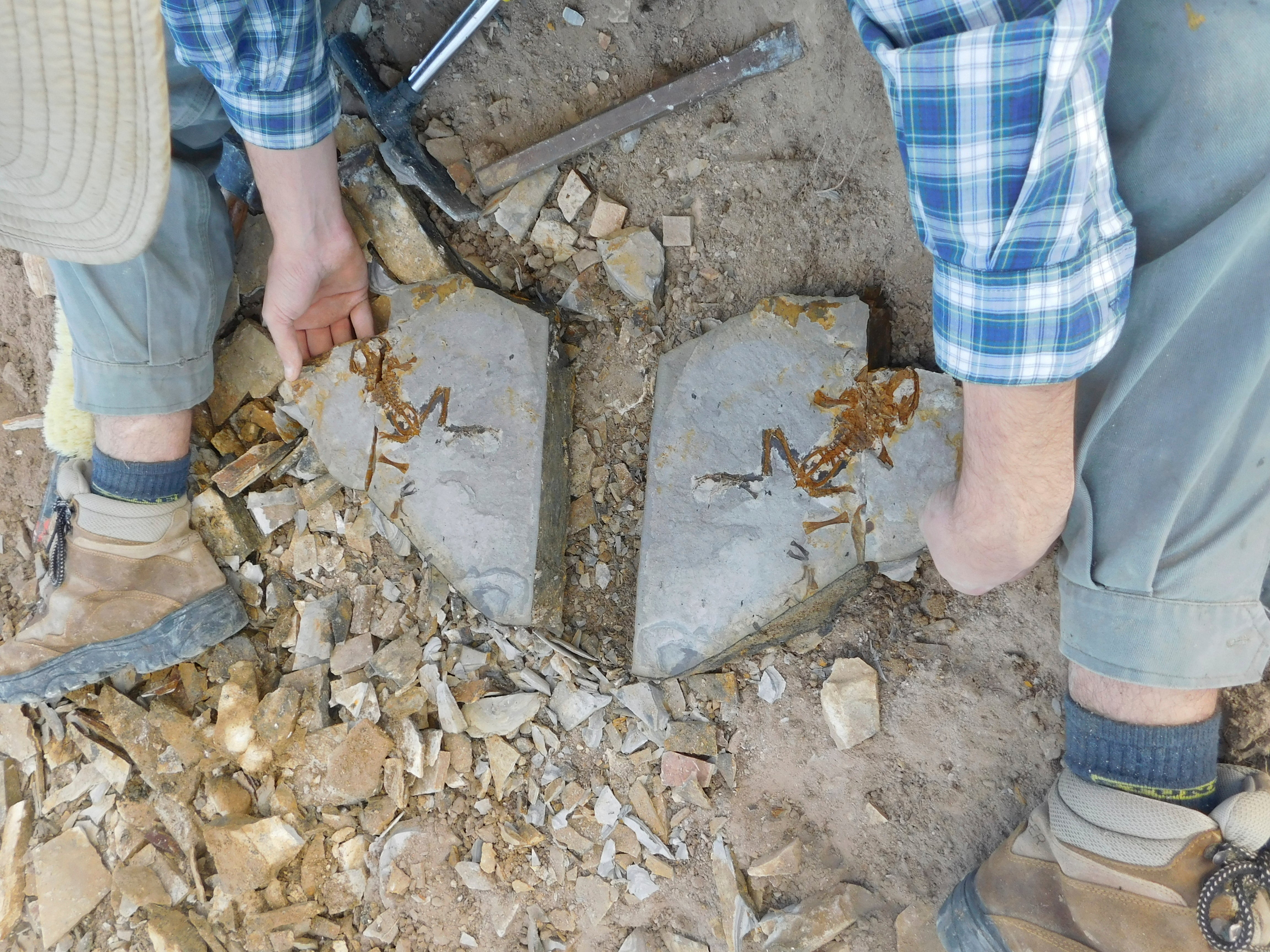 Paleontologist Matías Motta at the fossil site ‘Estancia La Matilde’ in Patagonia, Argentina showing an adult specimen of the fossil frog Notobatrachus degiustoi