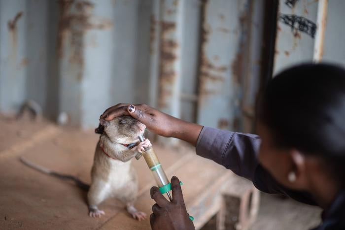 The rats went through several stages of training, learning how to hold their noses for several seconds in a hole where the scent of the target was placed