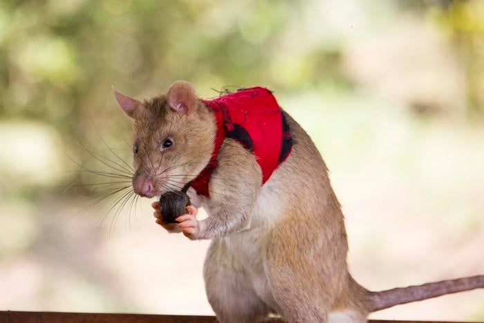 In real life settings, rats will be able to pull a small ball attached at the chest of their vest, which emits a beeping sound. This way rats will be able to alert their handlers when they detect a target.