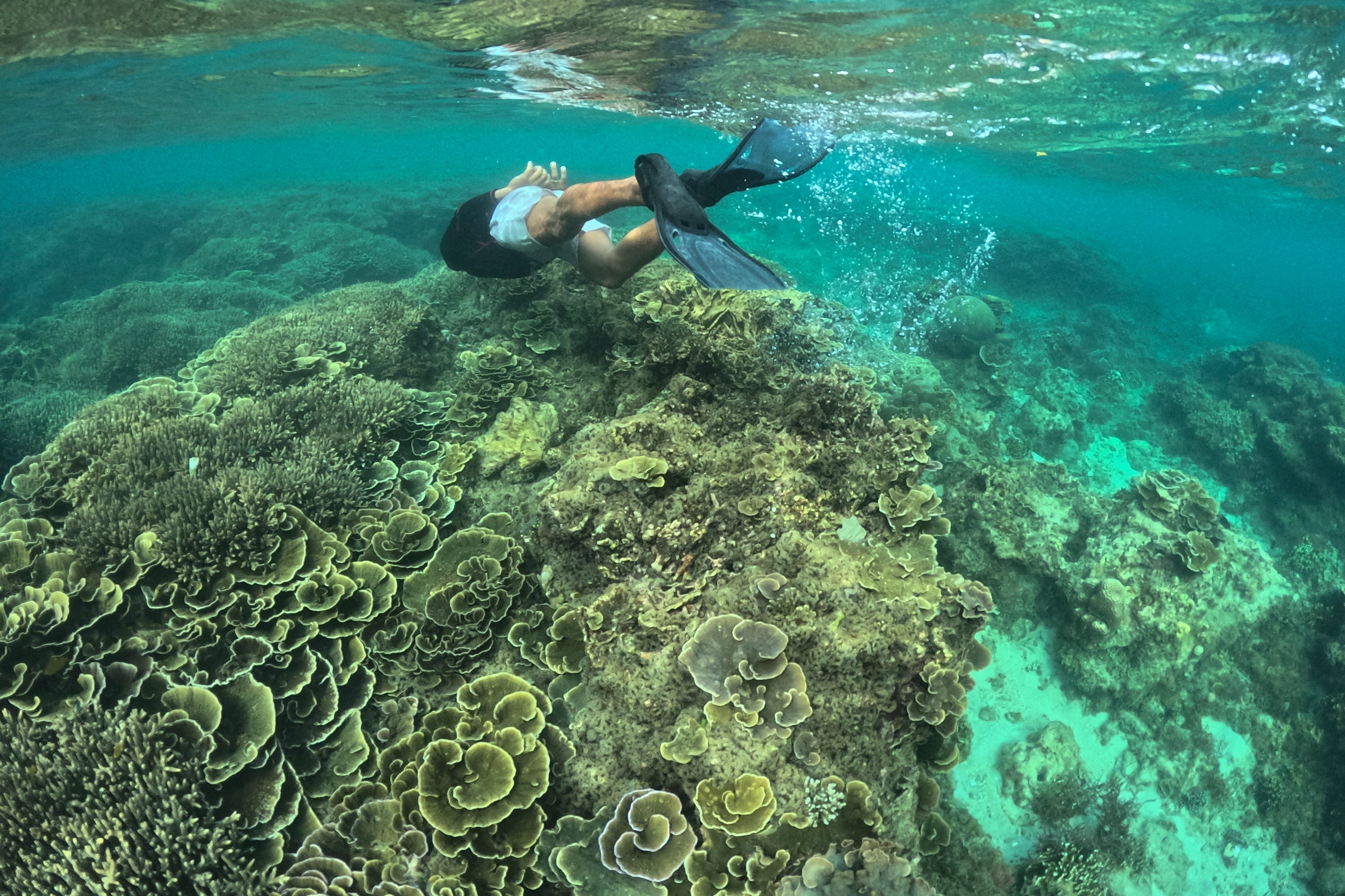 Climate COP16 Coral Bleaching