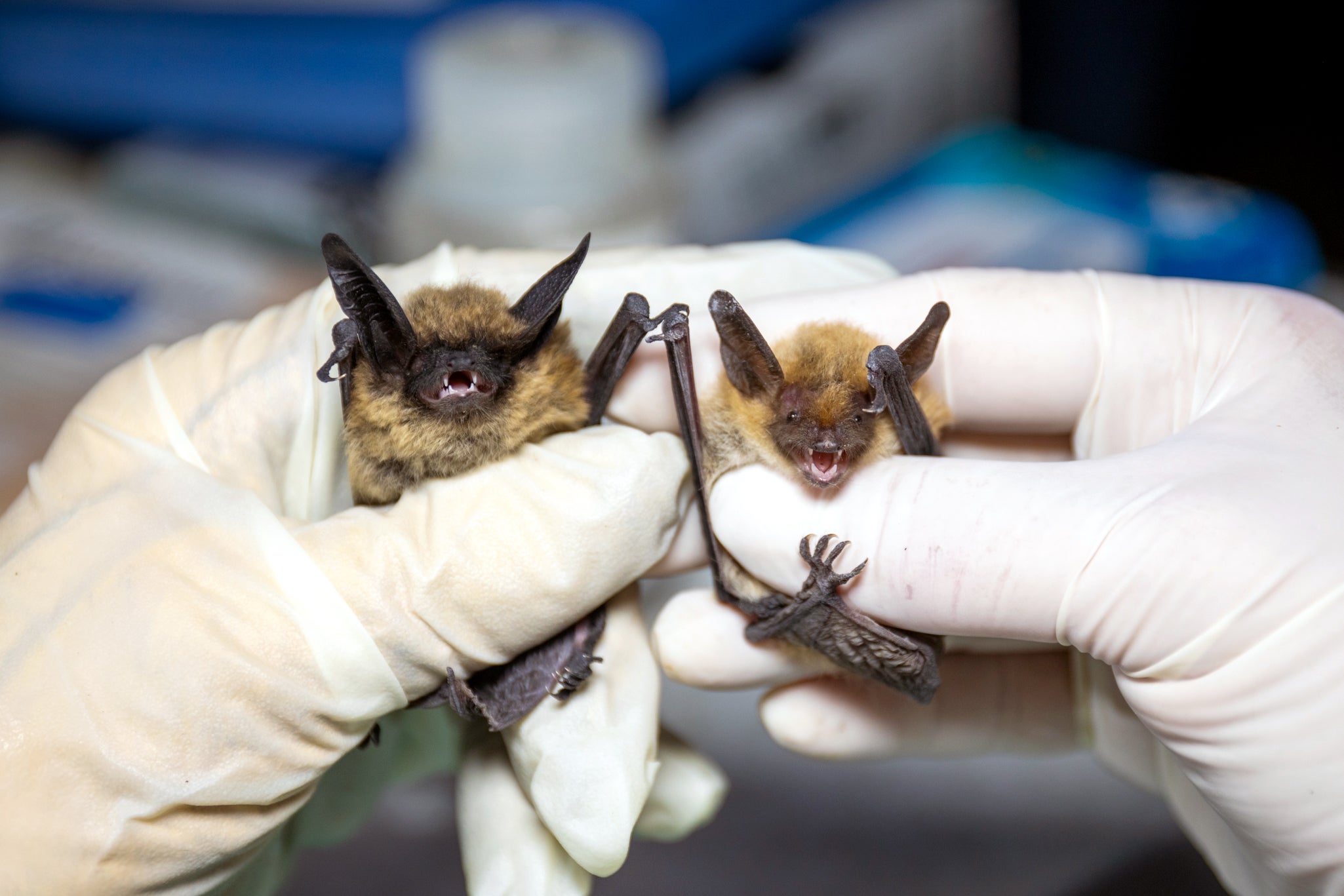 A bat’s wing microbiome is believed to play a major role in the animal’s vulnerability to white-nose syndrome. Scientists are working with bacteria and fungi that could potentially help save the bats.