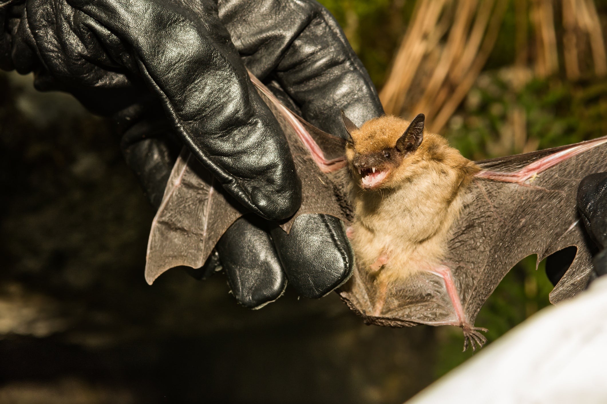 A Big Brown bat is checked for signs of white-nose syndrome. California wildlife officials said the fungus that causes the deadly white-nose syndrome was detected in several counties this year