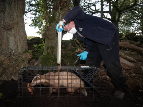 Efforts to control Bovine TB cost taxpayers an estimated £100 million a year