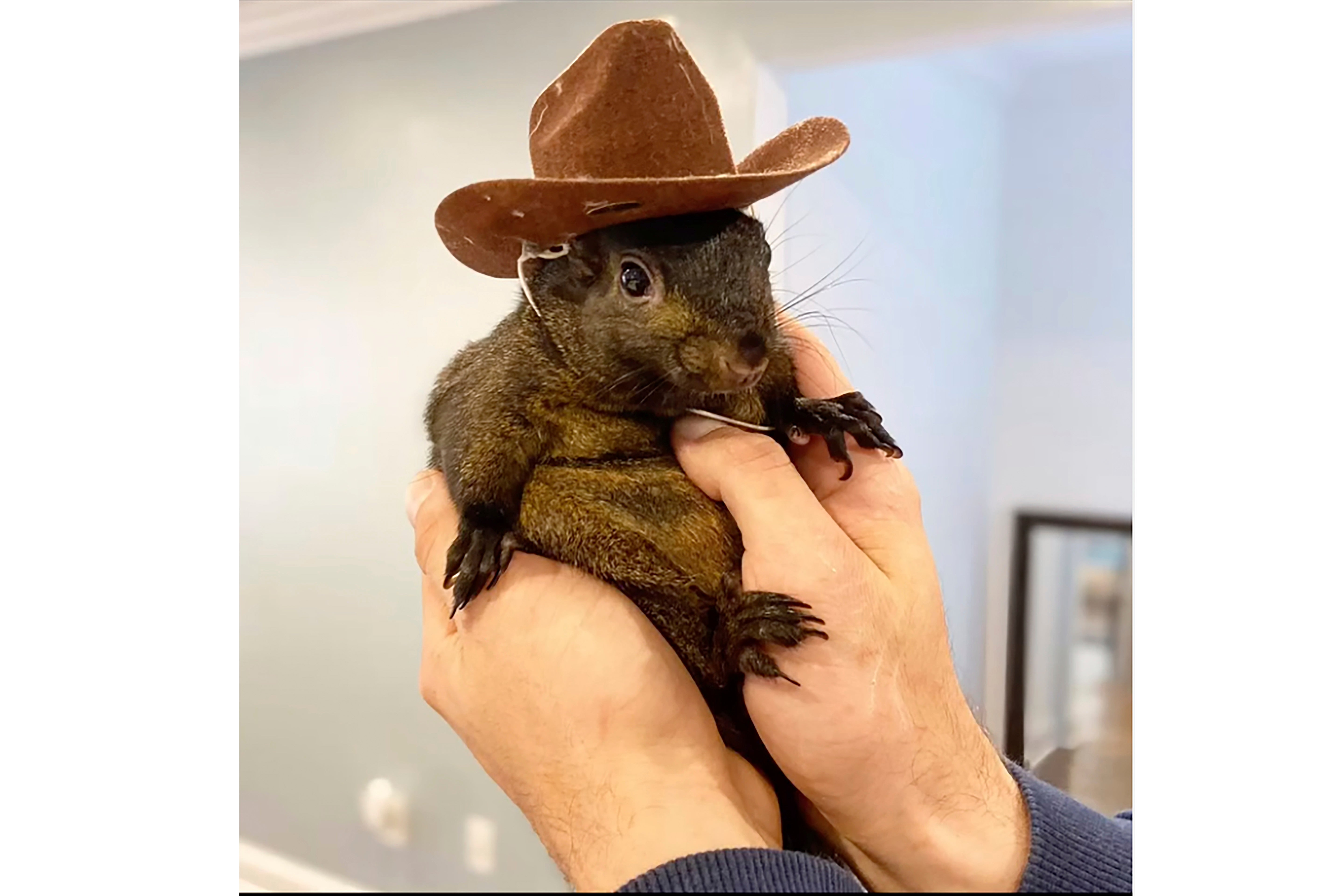 New York officials seized a man’s pet squirrel