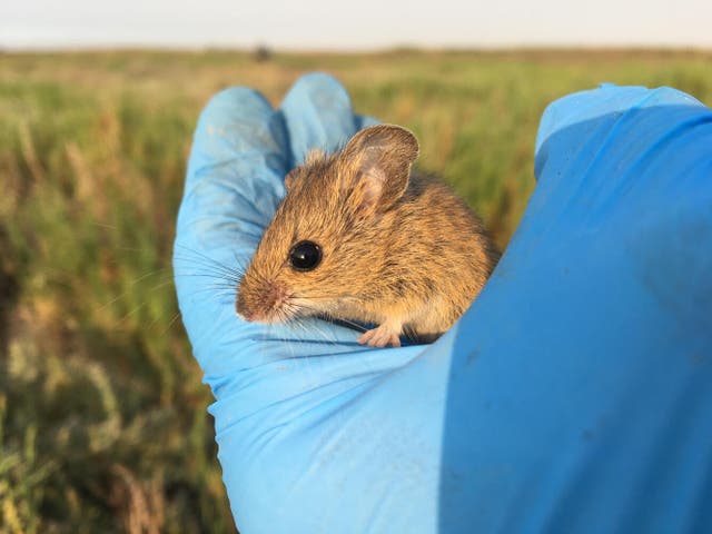 <p>USGS wildlife biologists holding a juvenile salt marsh harvest mouse (Reithrodontomys raviventris). The species is listed as "endangered" under the Endangered Species Act of 1973.</p>