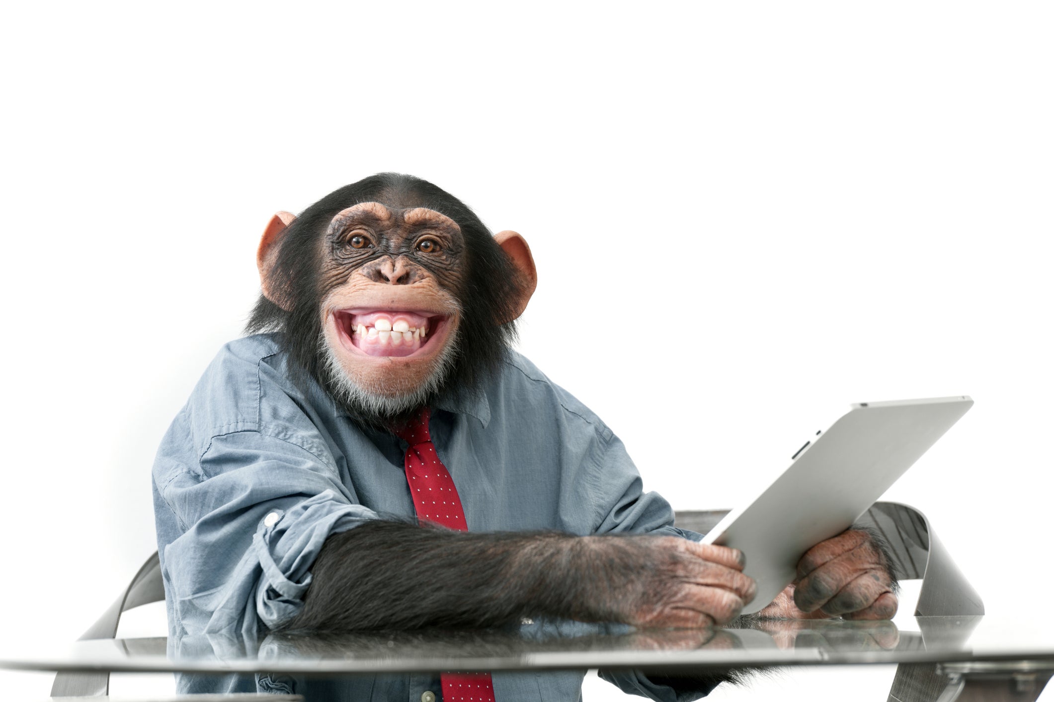 Over the course of a single monkey’s lifespan, it would have a 5 per cent chance of successfully typing the word ‘bananas’