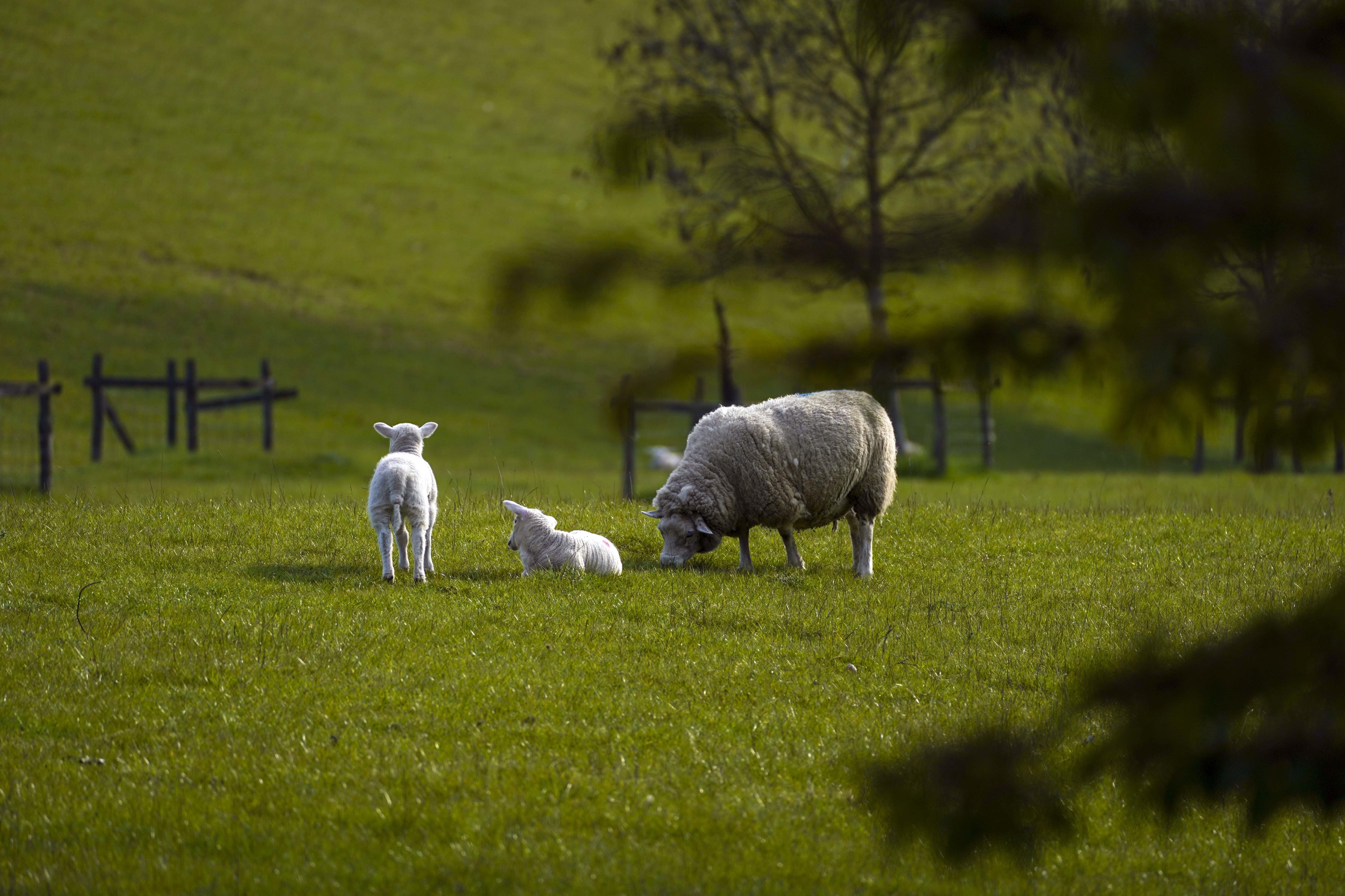 The Tories claim farmers will have to stump up hundreds of thousands of pounds under Labour’s inheritance tax plans