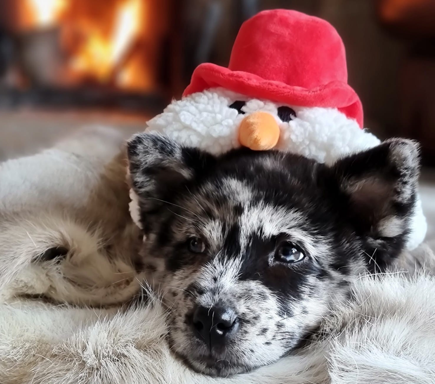 Bijoux was a crossbreed of a chow chow and a husky