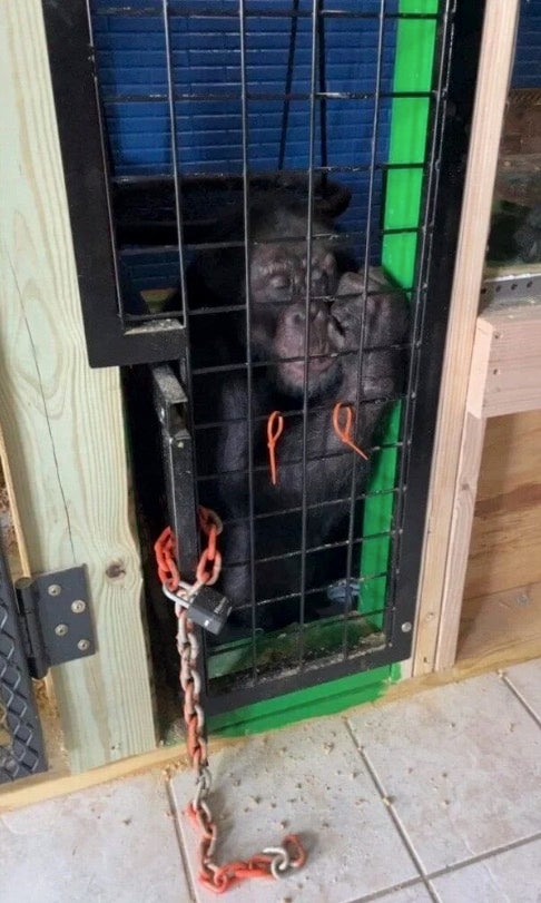 Tonka was found locked in a cage in Haddix’s basement after she claimed the ape had died