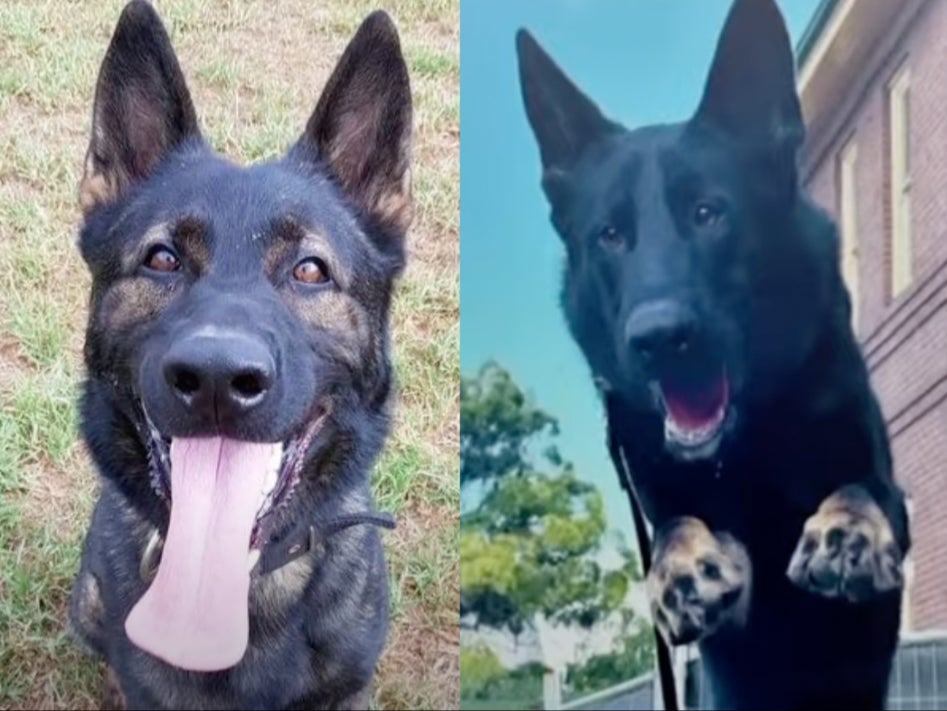 Police dogs Xtra and Soldier tragically died after the cooling pod within their handler’s car shut down when the engine was off