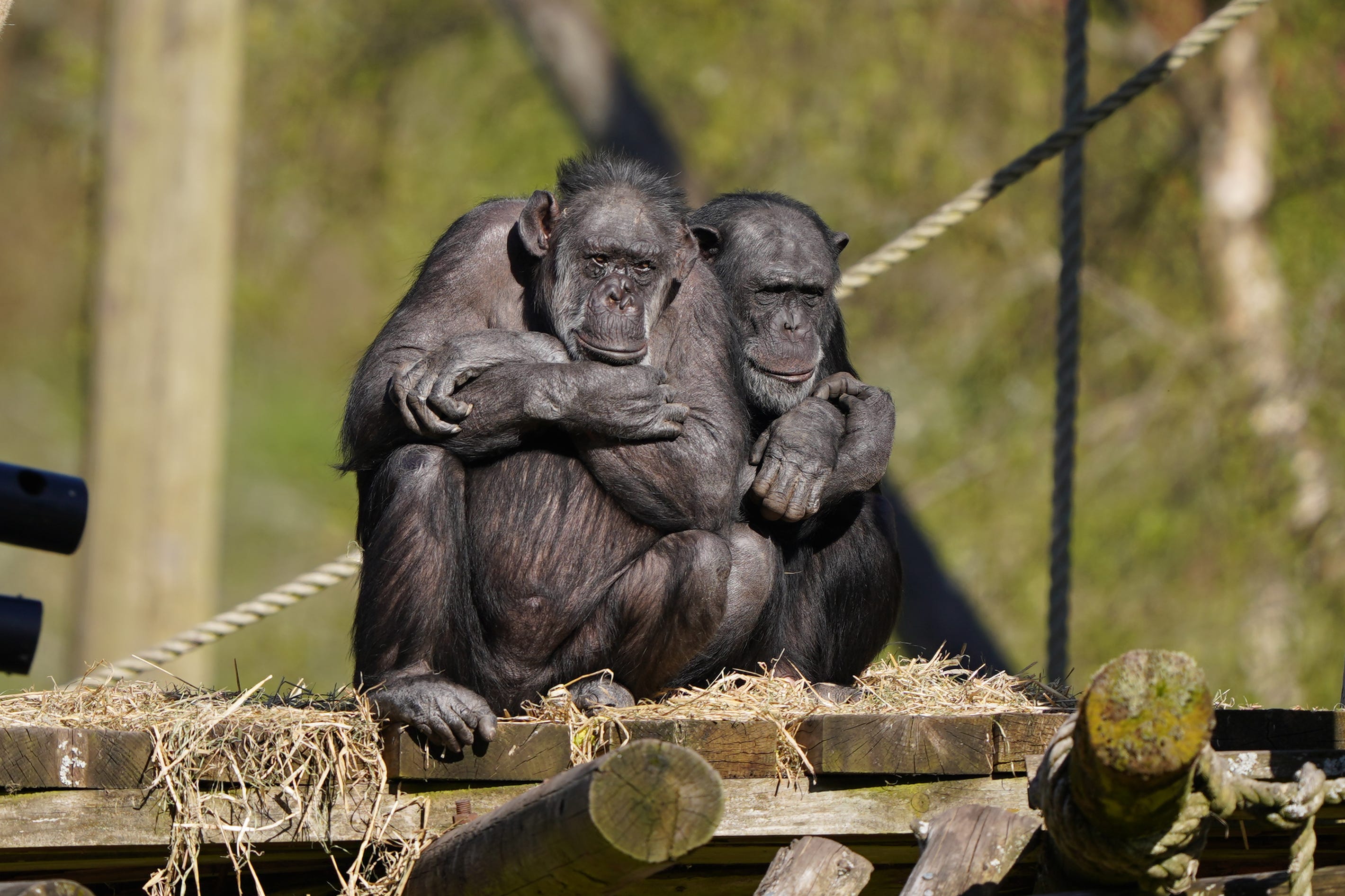 Chimpanzees were the focus of the study as the closest relative among apes to humans (Andrew Milligan/PA)