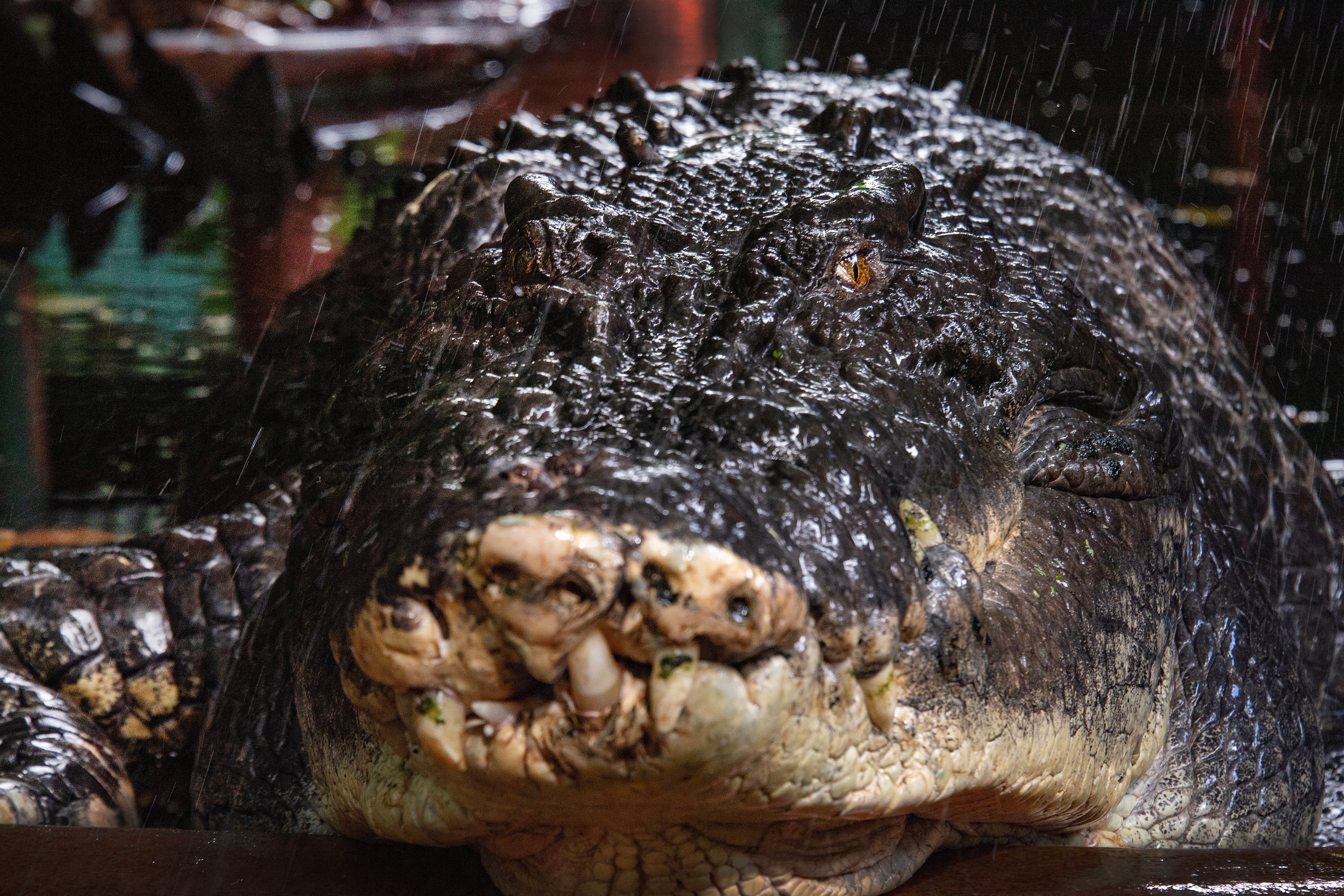 Cassius, a crocodile in captivity, looks on at the Marineland Melanesia on Green Island