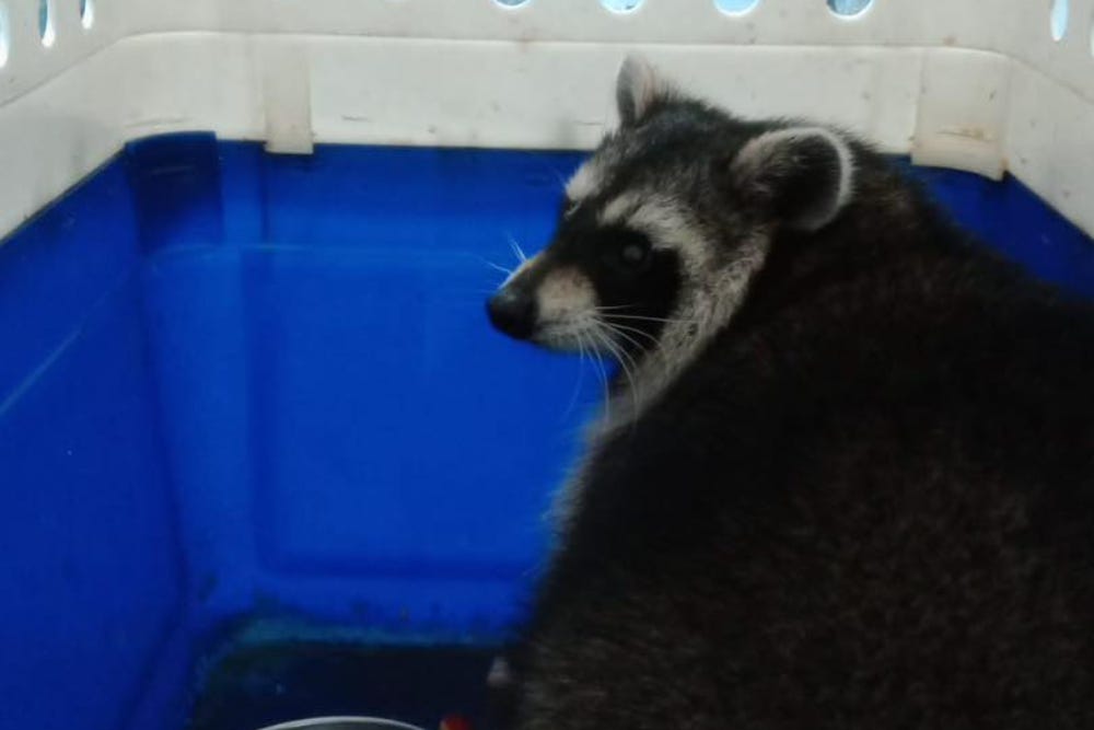 One of four raccoons that went missing from their enclosure on the Isle of Wight has been found (Animal World Zoo Park/PA)