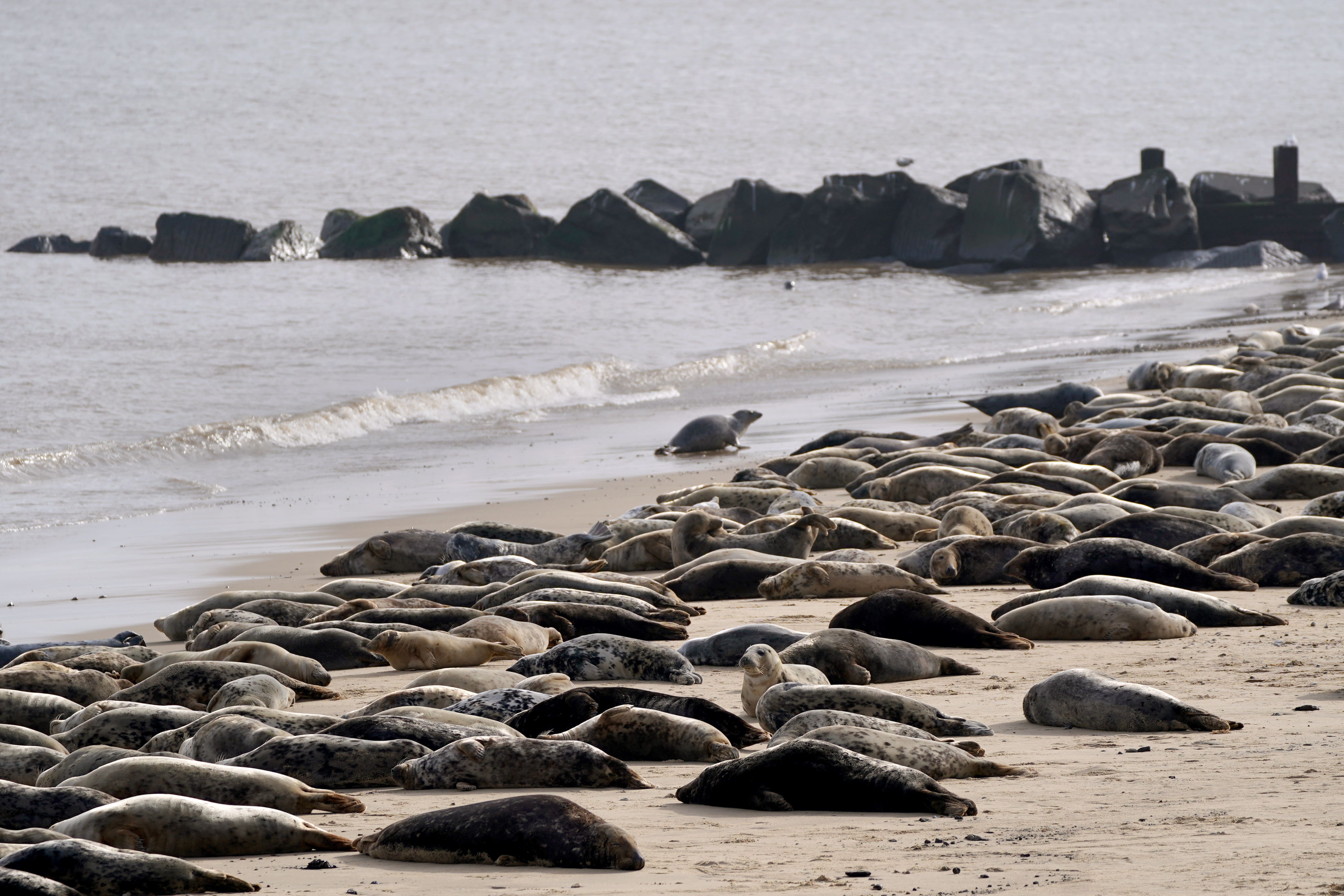 An estimated 2,500 Atlantic grey seals gather every year on Horsey Beach in Norfolk