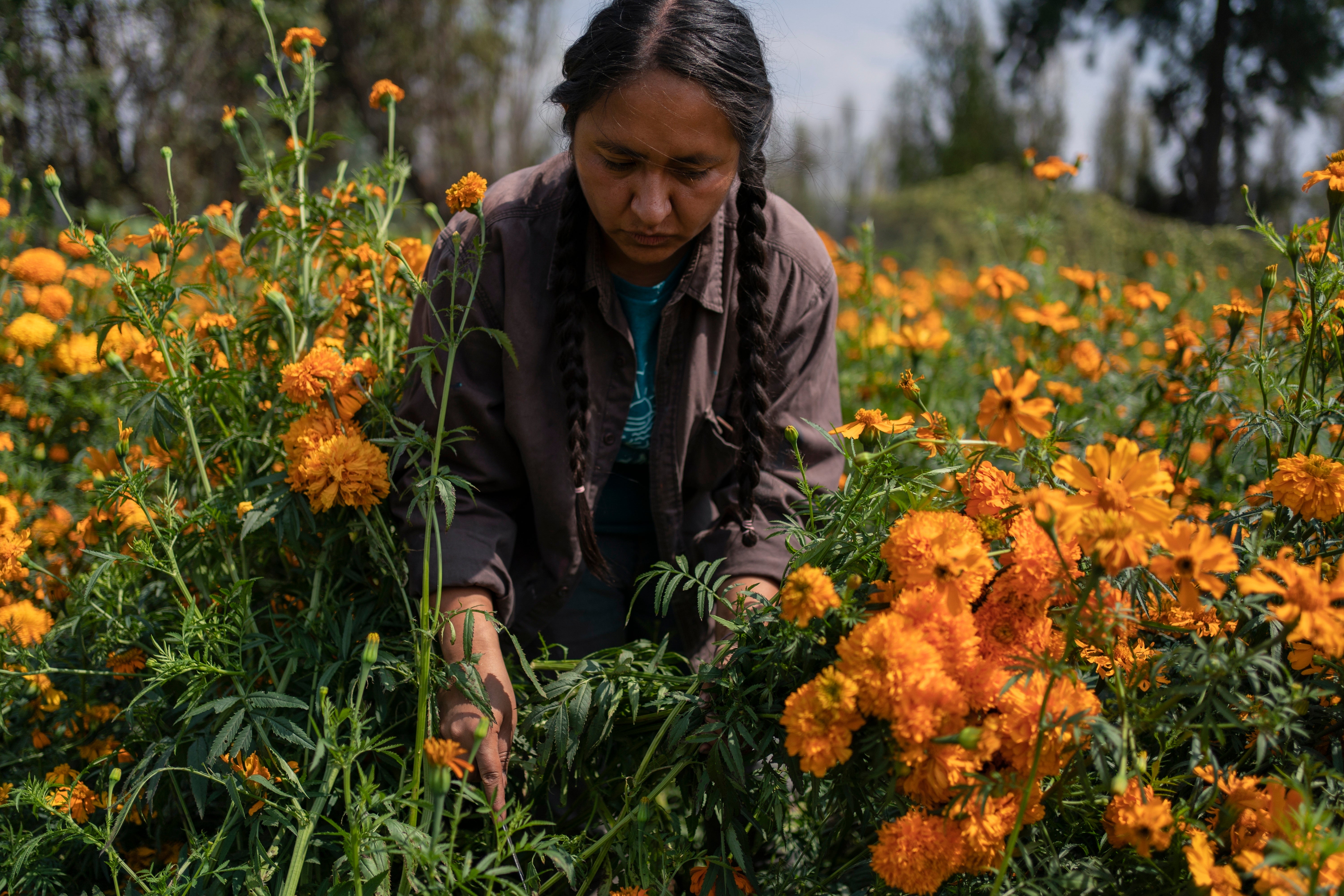 Cassandra Garduno cuts Mexican marigold flowers known as cempasuchil she grew in her floating garden