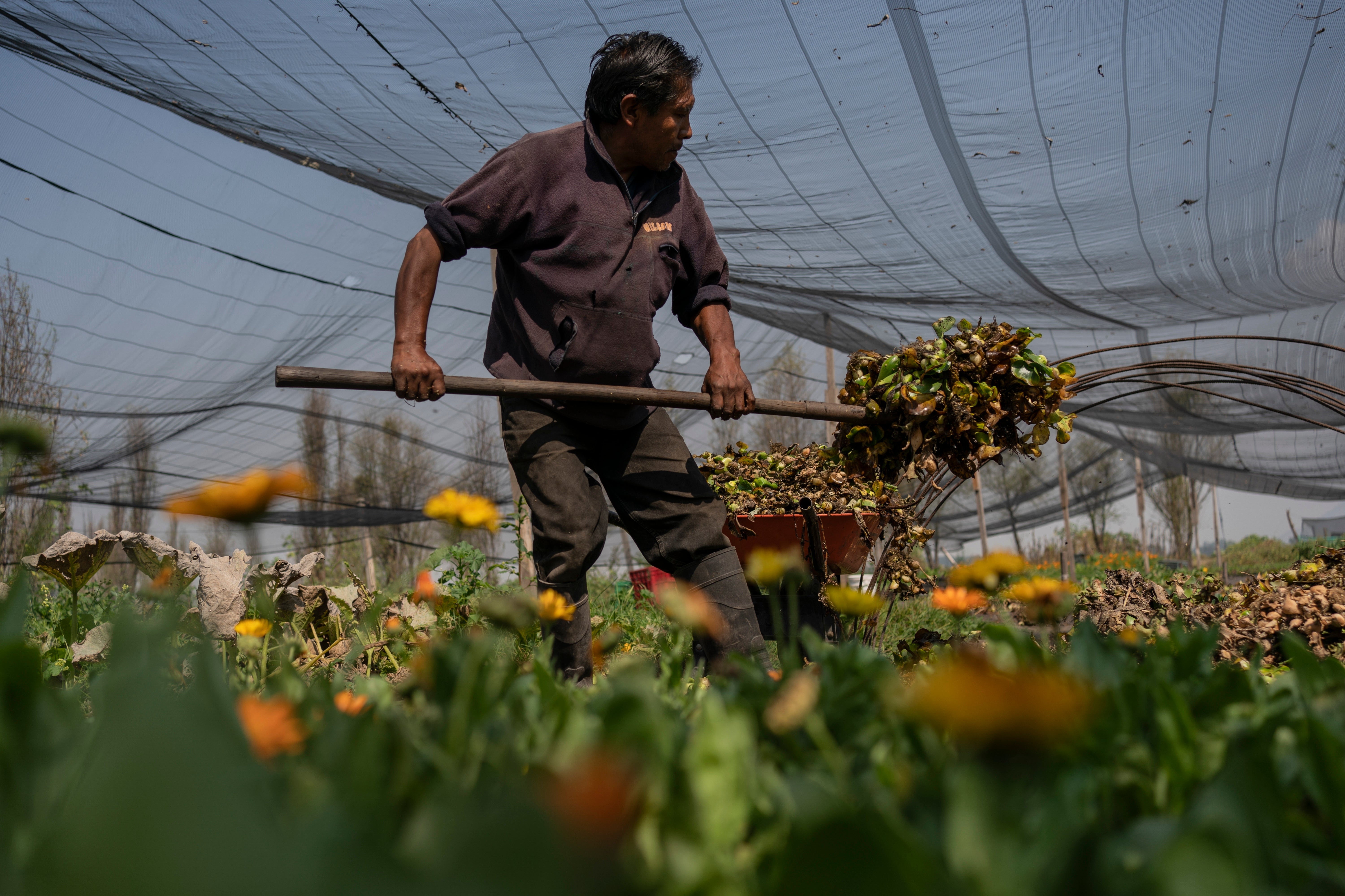 Miguel Serralde works in Cassandra Garduno’s floating garden in the Xochimilco borough of Mexico City