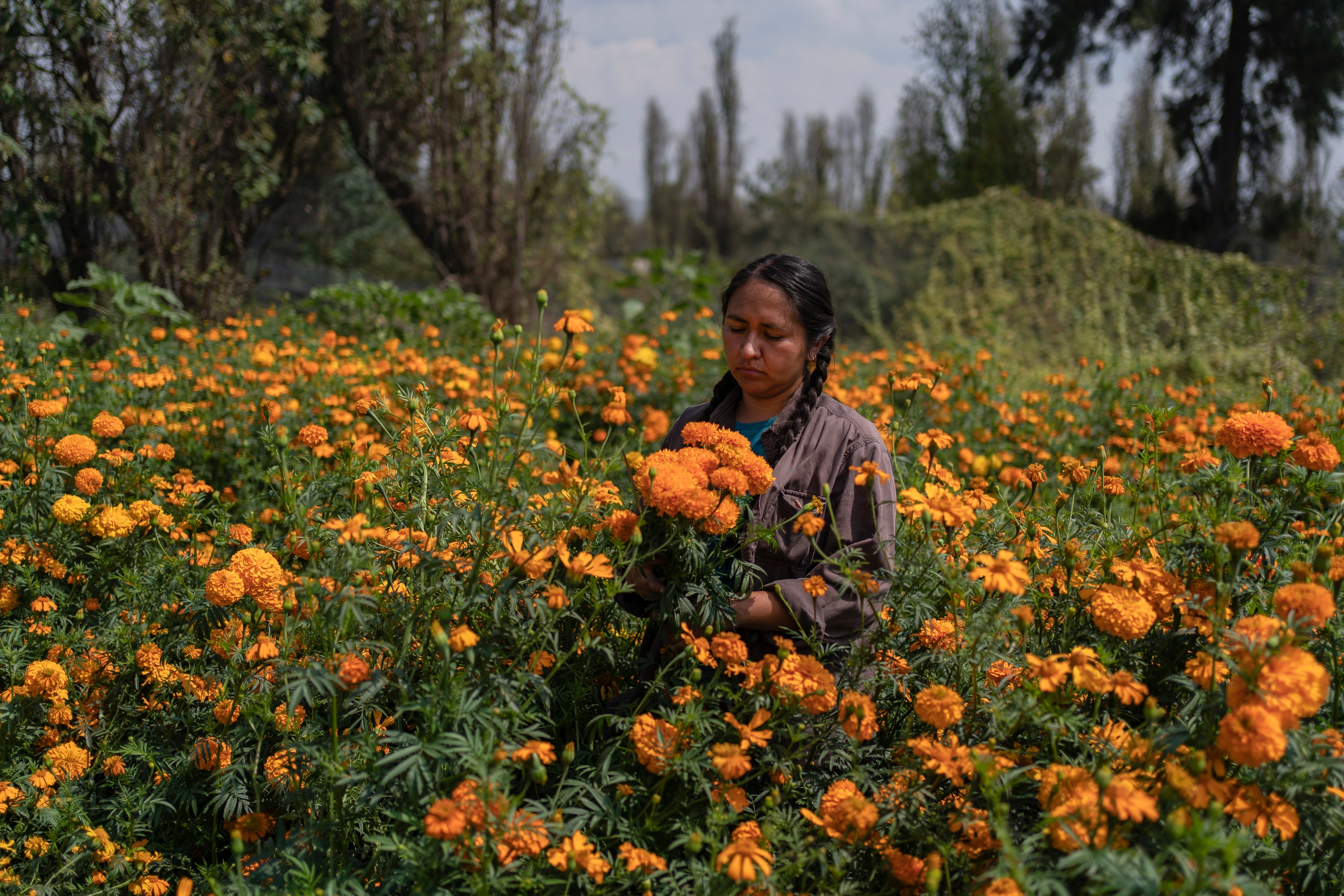 Cassandra Garduno cuts Mexican marigold flowers known as cempasuchil she grew in her floating garden