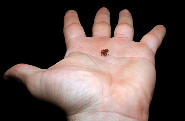 <p>New miniature species on researcher’s palm</p>