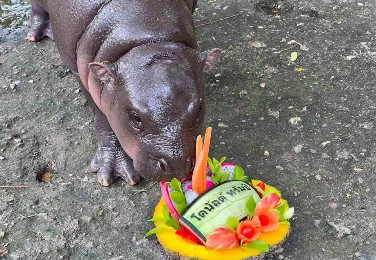 Viral pygmy hippo Moo Deng makes prediction for election