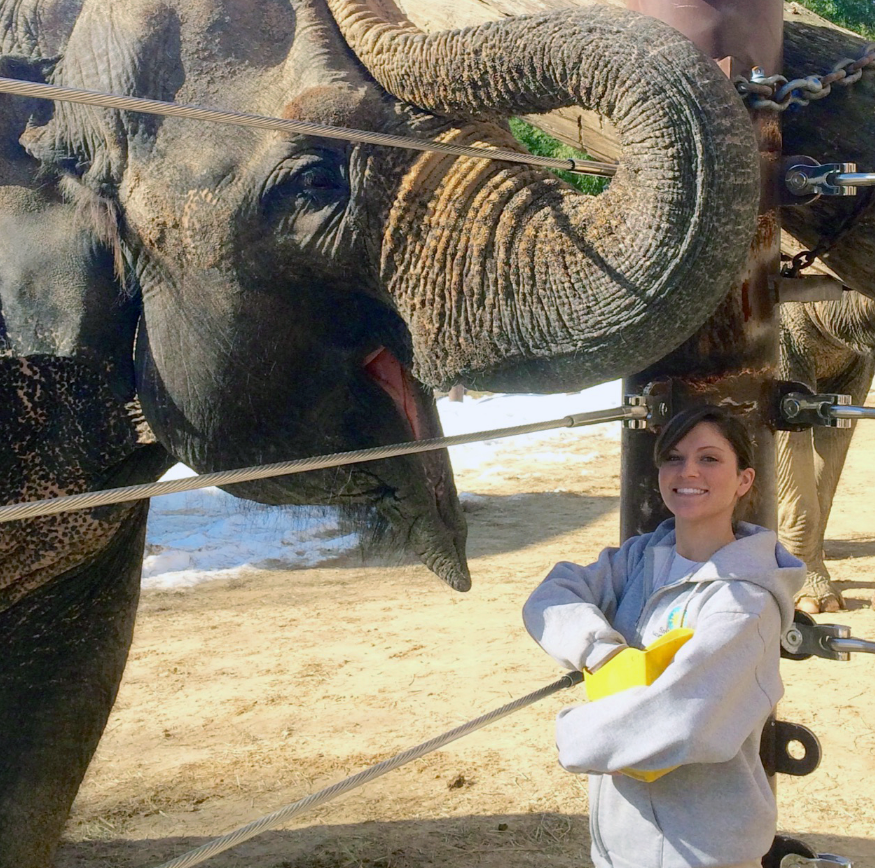 Kamala the elephant pictured at the zoo