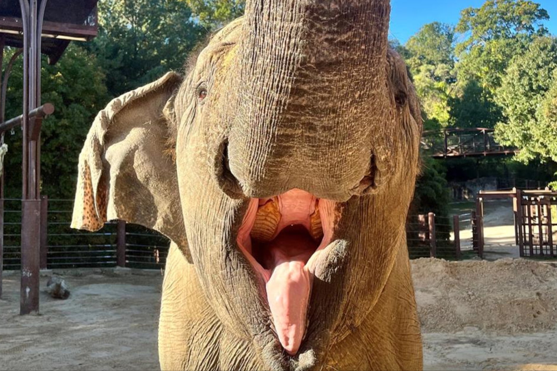 Kamala the elephant (pictured) was euthanized on Friday