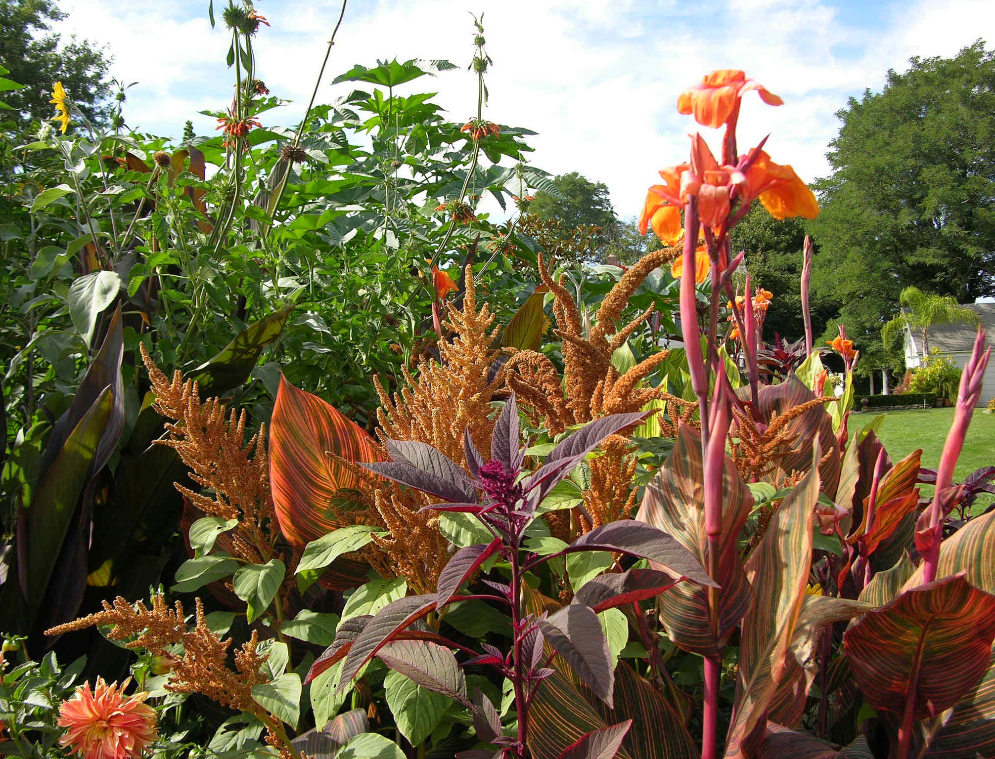 Gardening-Tropical Plants in Winter