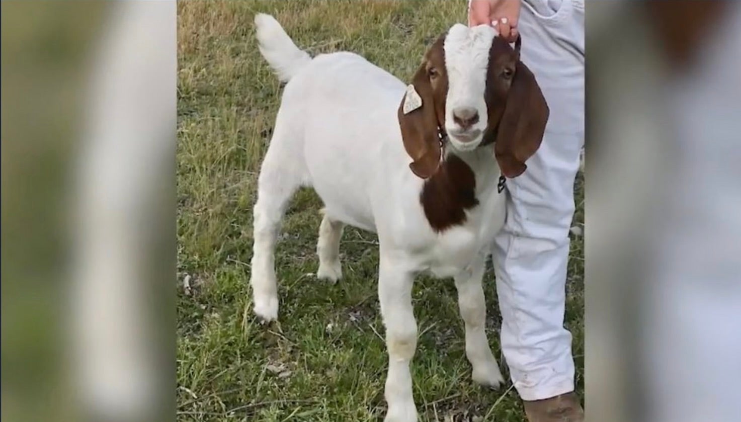 Cedar the goat was eventually taken to slaughter against the family’s wishes