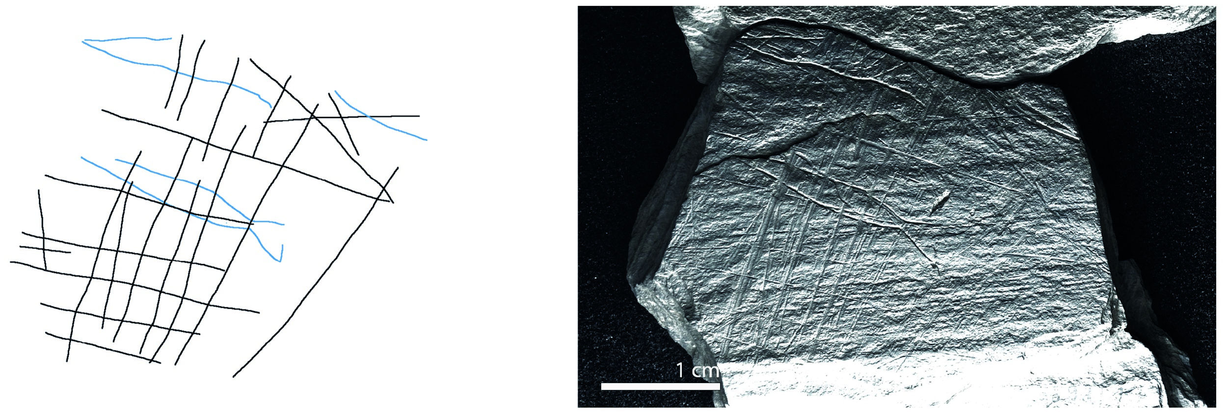 A picture shows Plaquette 282, one of the stones that has a fish and net patterns. These plaquettes aid human understanding of ancient practices in Germany.