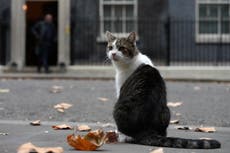 New Downing Street cat being kept apart from chief mouser Larry, Starmer reveals