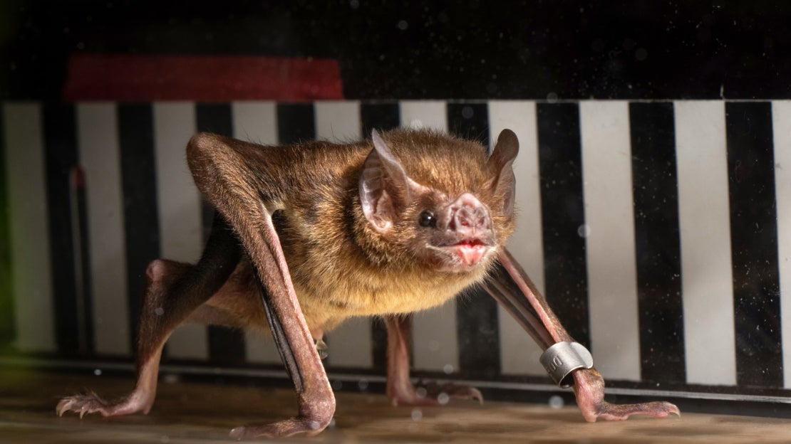 Study finds vampire bats’ unique metabolism allows them to fuel their physical activity