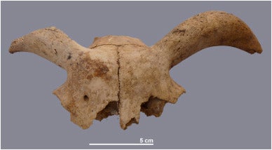 Sheep skull from ancient Egypt showing signs of modification