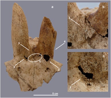 Signs of skull modification seen on ancient sheep skull dated to around 3,700 BC