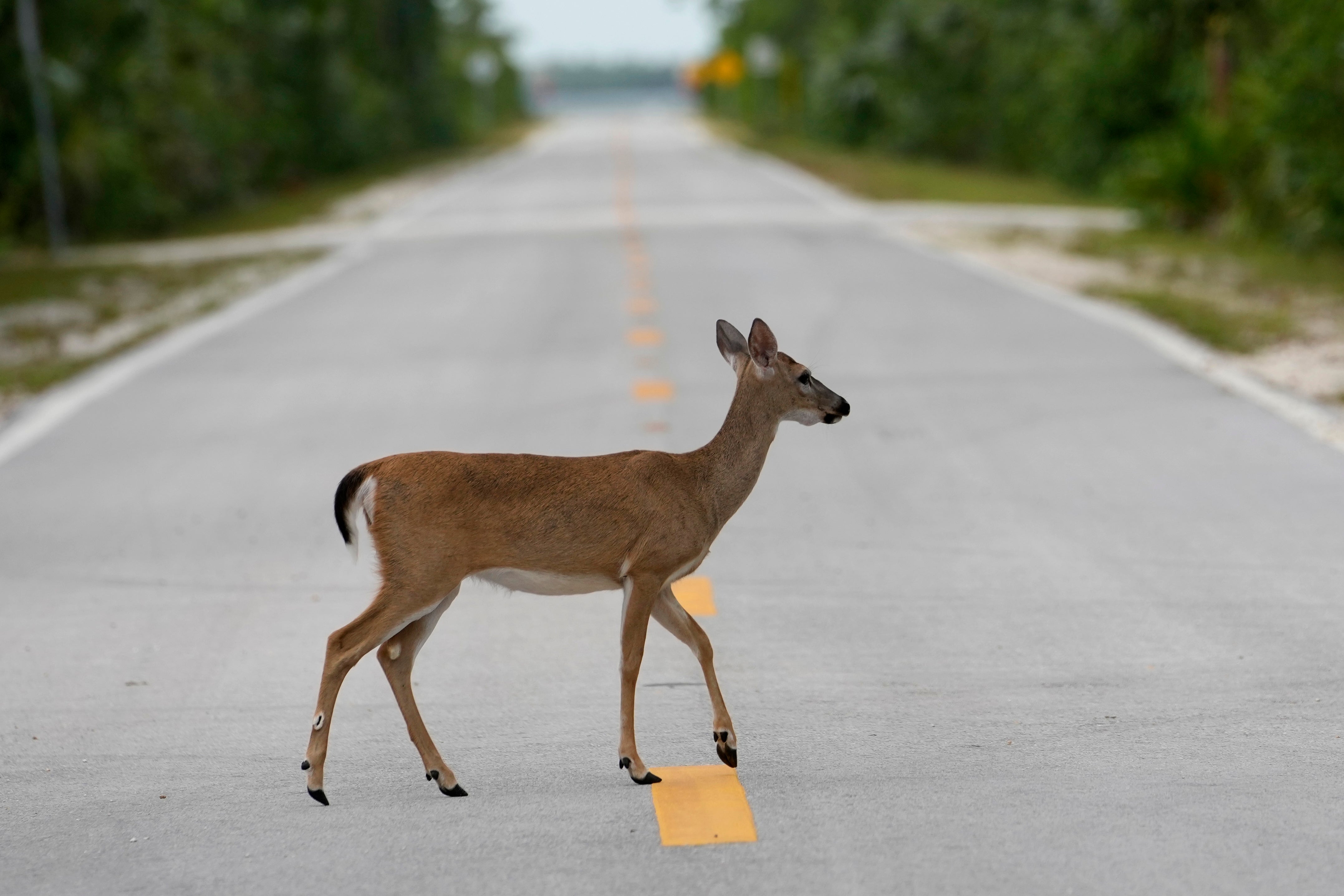 Climate Florida Key Deer