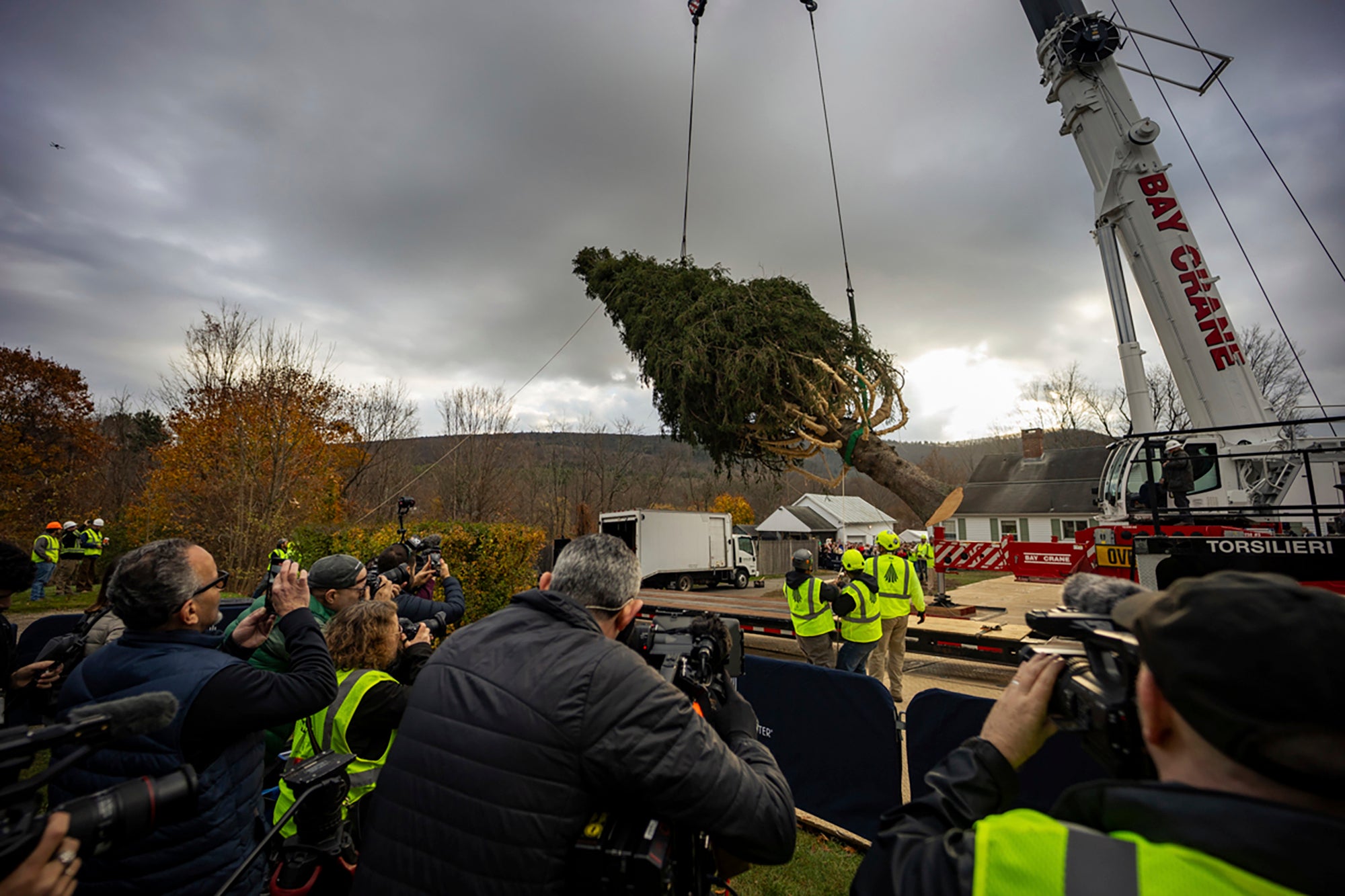 A Norway Spruce that will serve as this year's Rockefeller Center Christmas tree is cut down