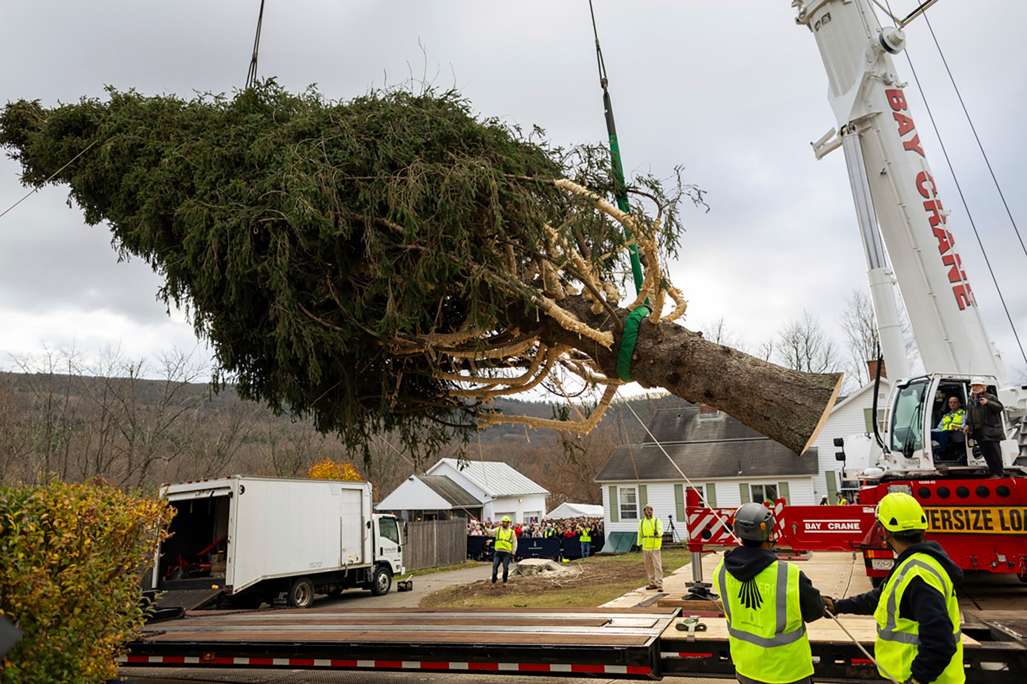 The Norway Spruce that will serve as this year’s Rockefeller Center Christmas tree is placed on a flatbed