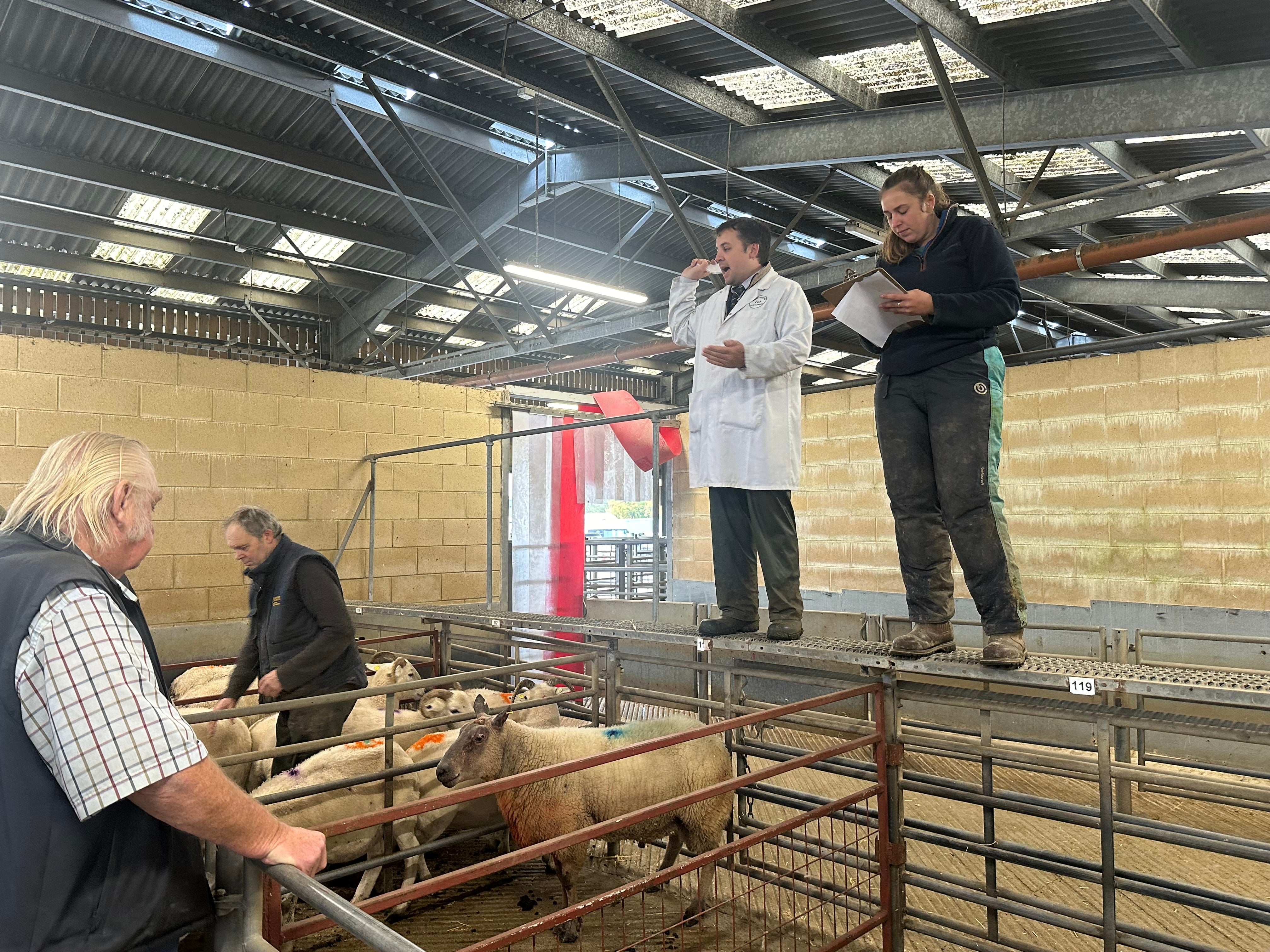 Frome Livestock Market attracts family farmers from across the West Country – the bigger farms often have their own deals with abattoirs