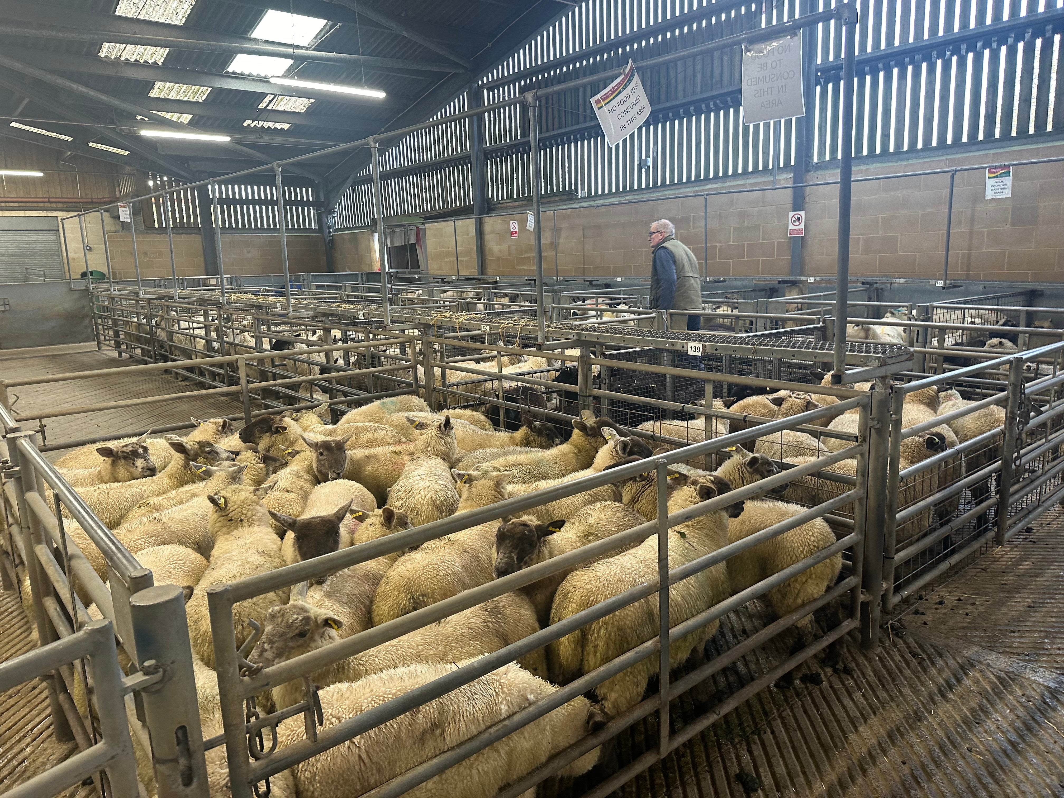 Sheep wait to be taken away after being sold at Frome Livestock Market as a bidder walks by