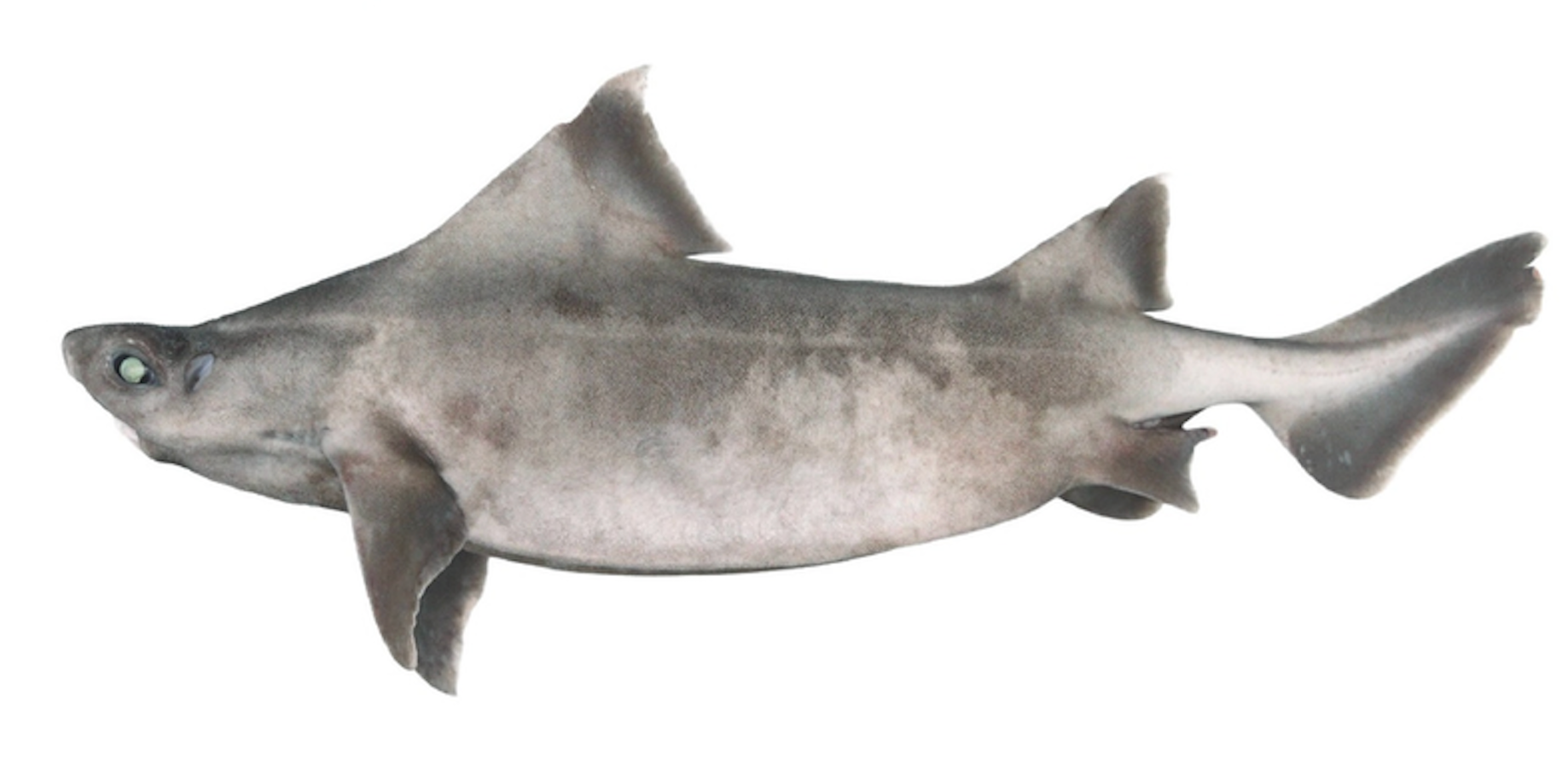 Male specimen of angular rough shark with leucism