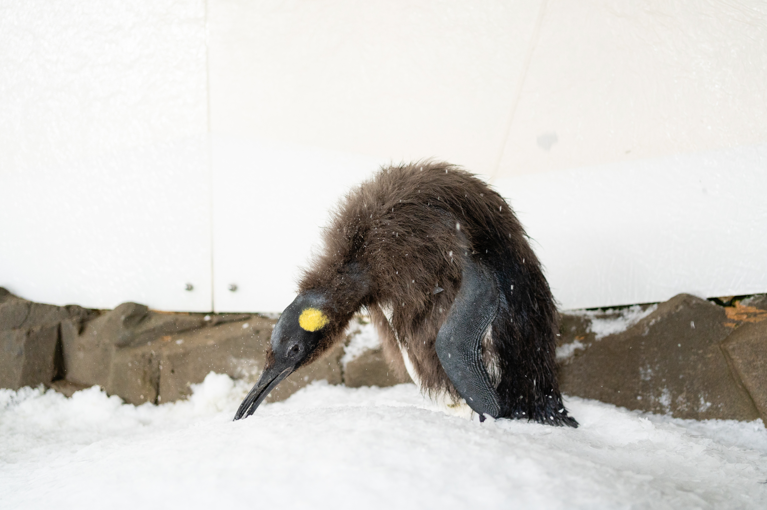 Pesto the young king penguin bends over, exposing his new and smooth adult feathers. King penguins’ feathers are waterproof