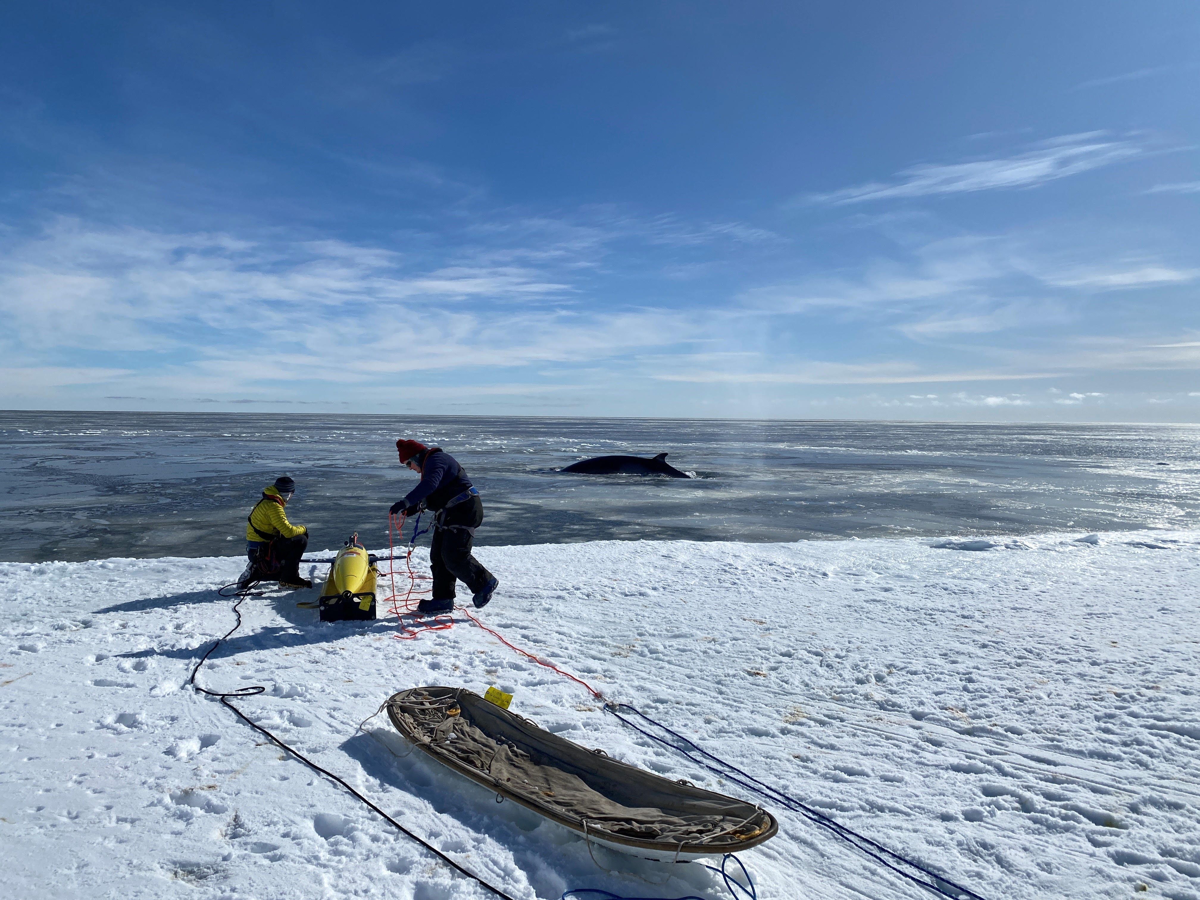 The autonomous underwater vehicle named Marlin is deployed into the Ross Sea by scientists. Marlin helped the University of East Anguila researchers to reveal the impact of warming ocean waters on a major Antarctic ice shelf.