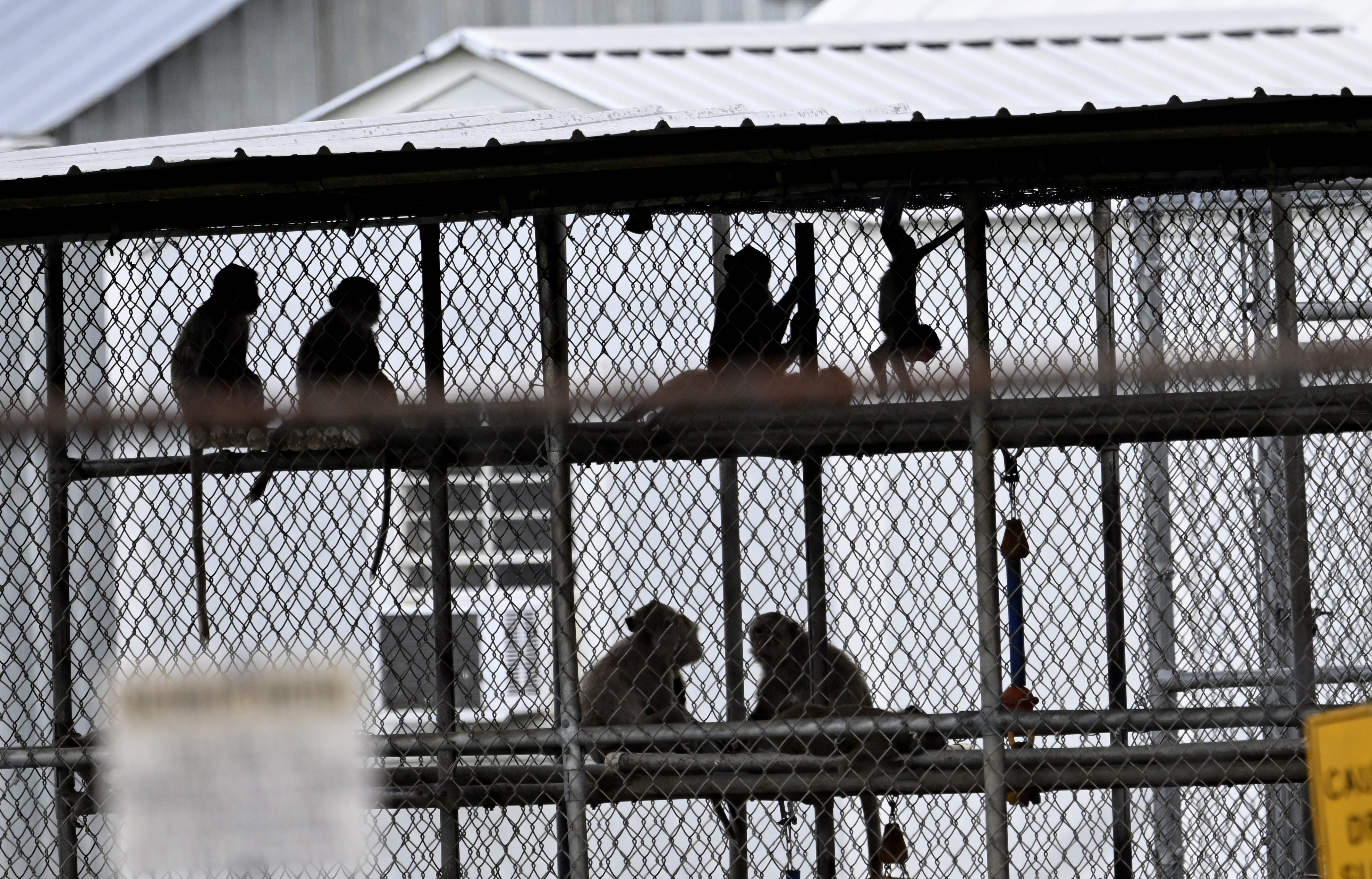 A view of the cages in the research facility where forty-three rhesus macaque monkeys escaped from in Yemassee, South Carolina, United States on November 8, 2024