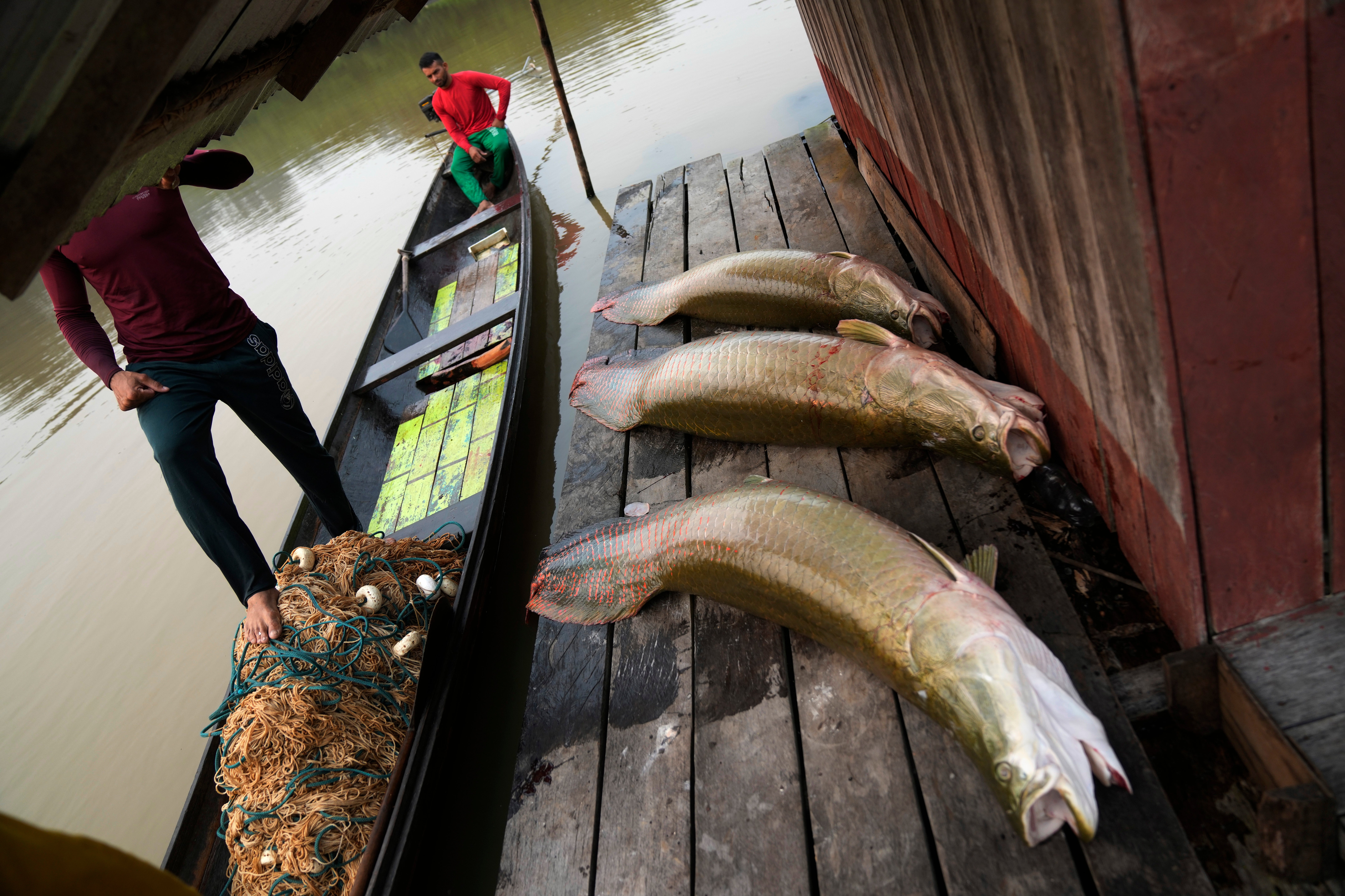Three pirarucu fish, captured by brothers Gibson, right, and Manuel Cunha Da Lima, front, sit on a floating warehouse in San Raimundo settlement, at Medio Jurua region, Amazonia State, Brazil, Monday, Sept. 5, 2022