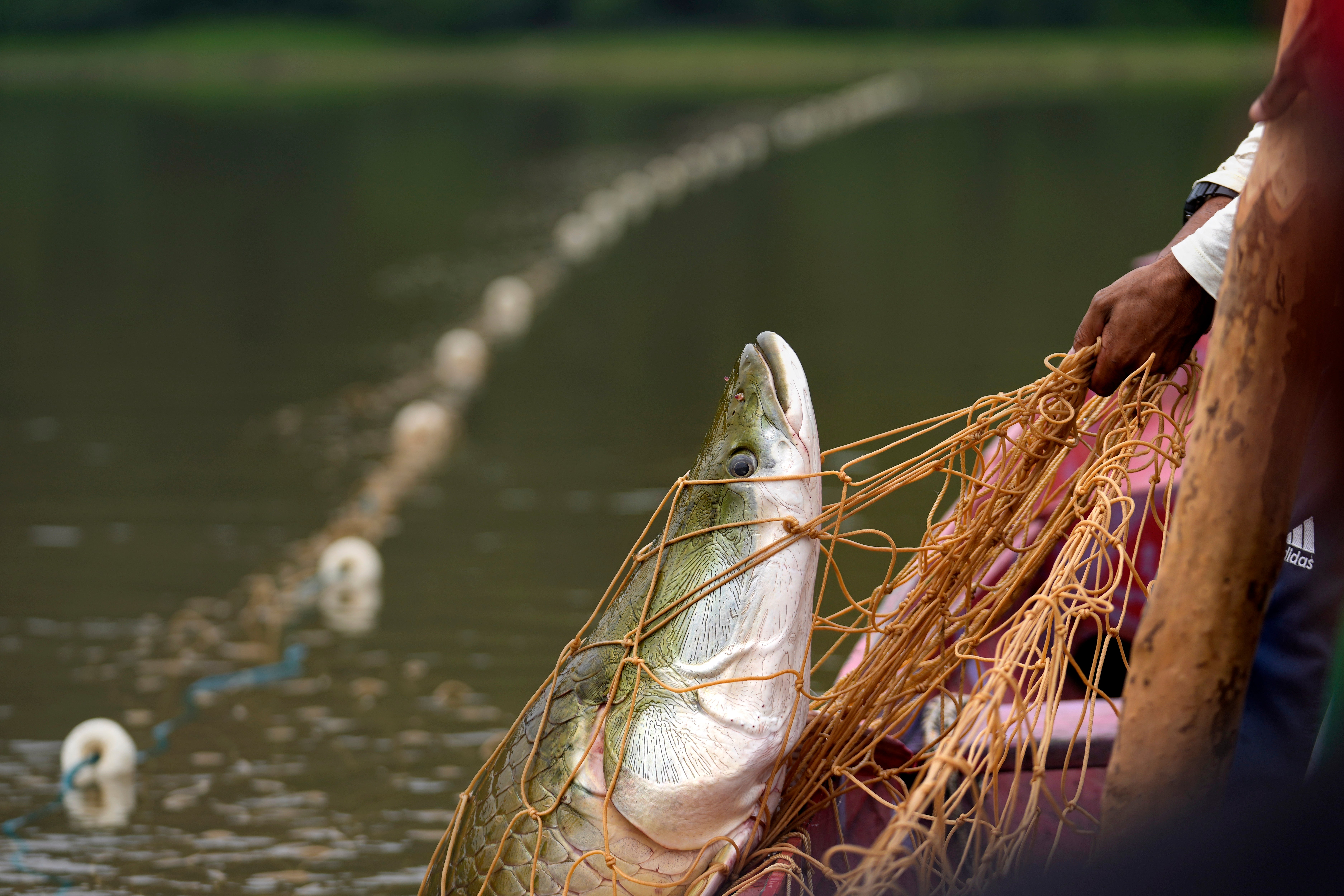 Fisherman pull with a Pirarucu fish at a lake in San Raimundo settlement lake
