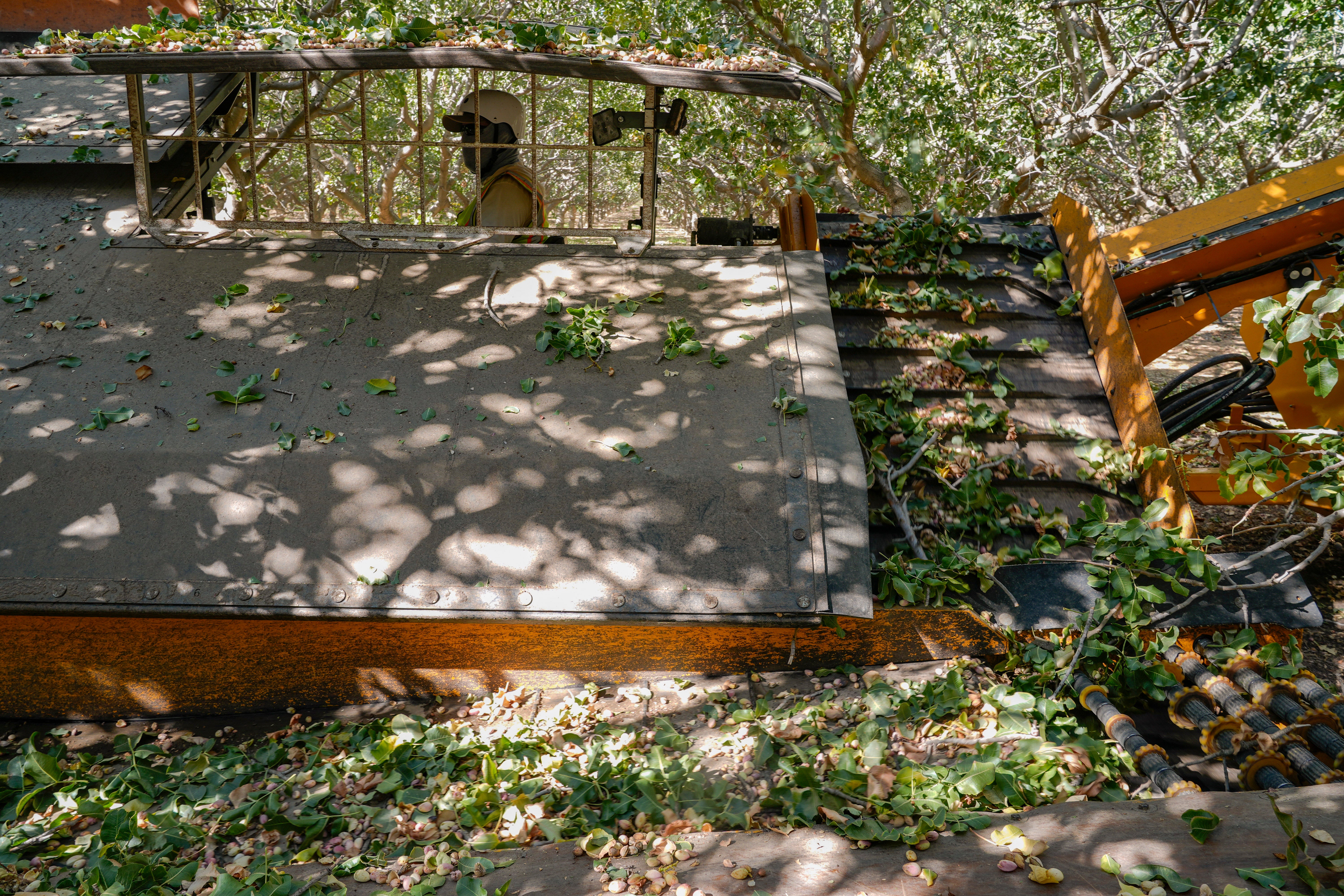 California Pistachio Boom