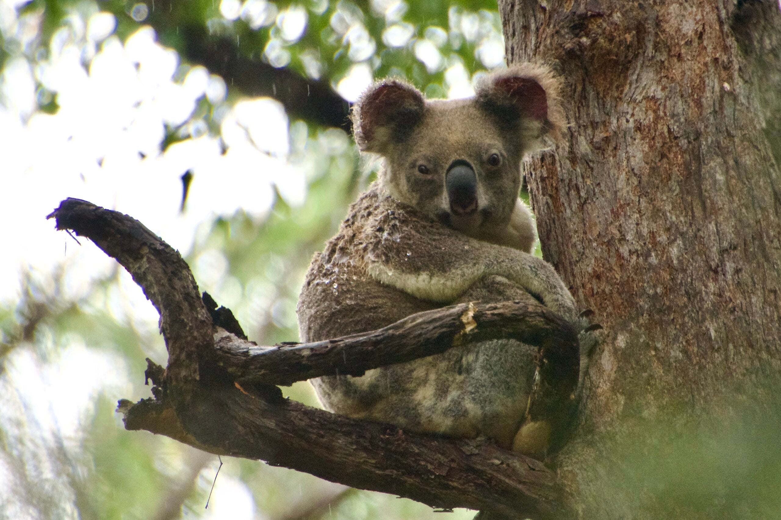 Hundreds of koalas are being shot dead out of trees from helicopters in Australian wildlife cull